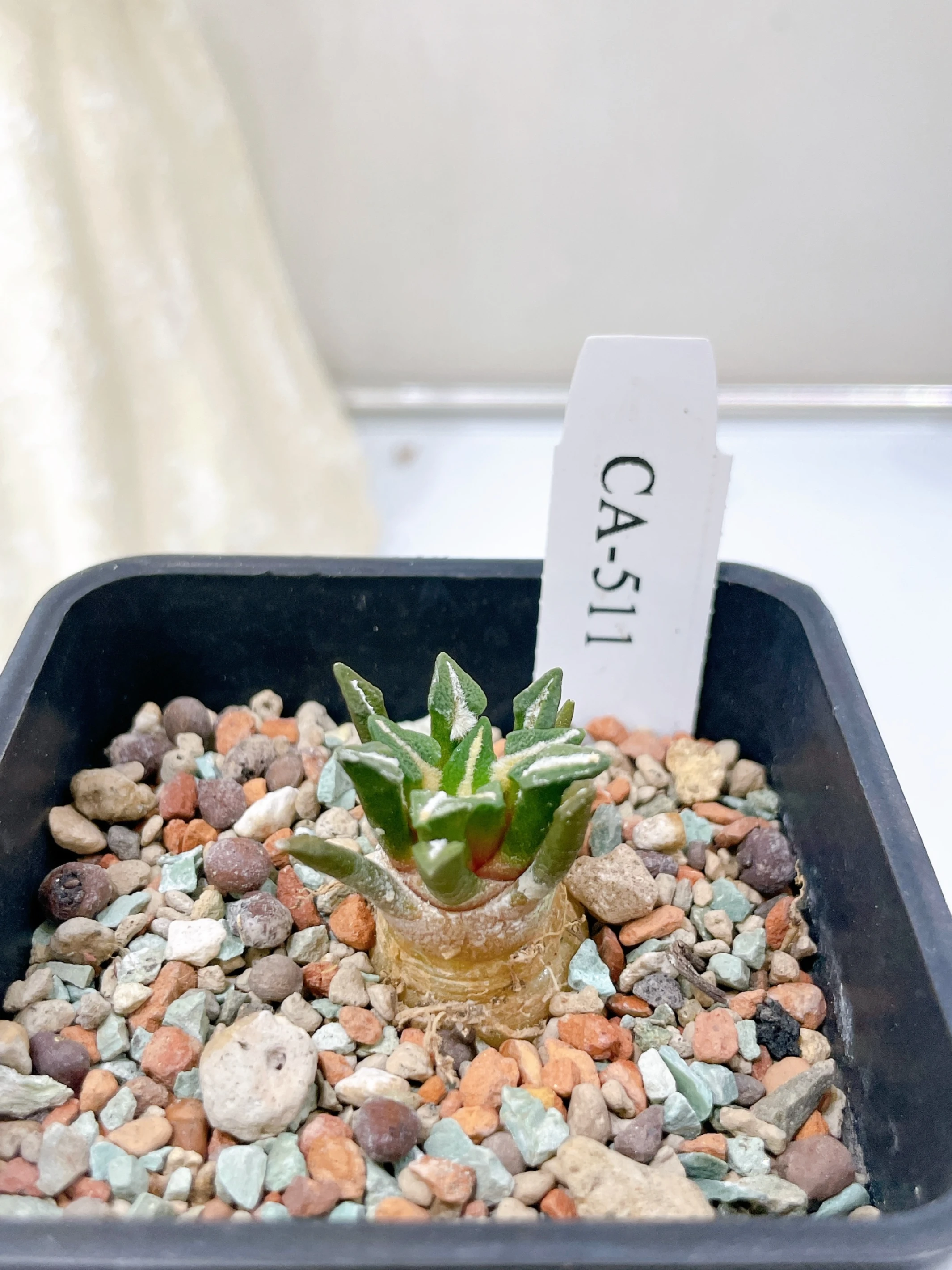 黑牡丹 Ariocarpus kotschoubeyanus CA-511