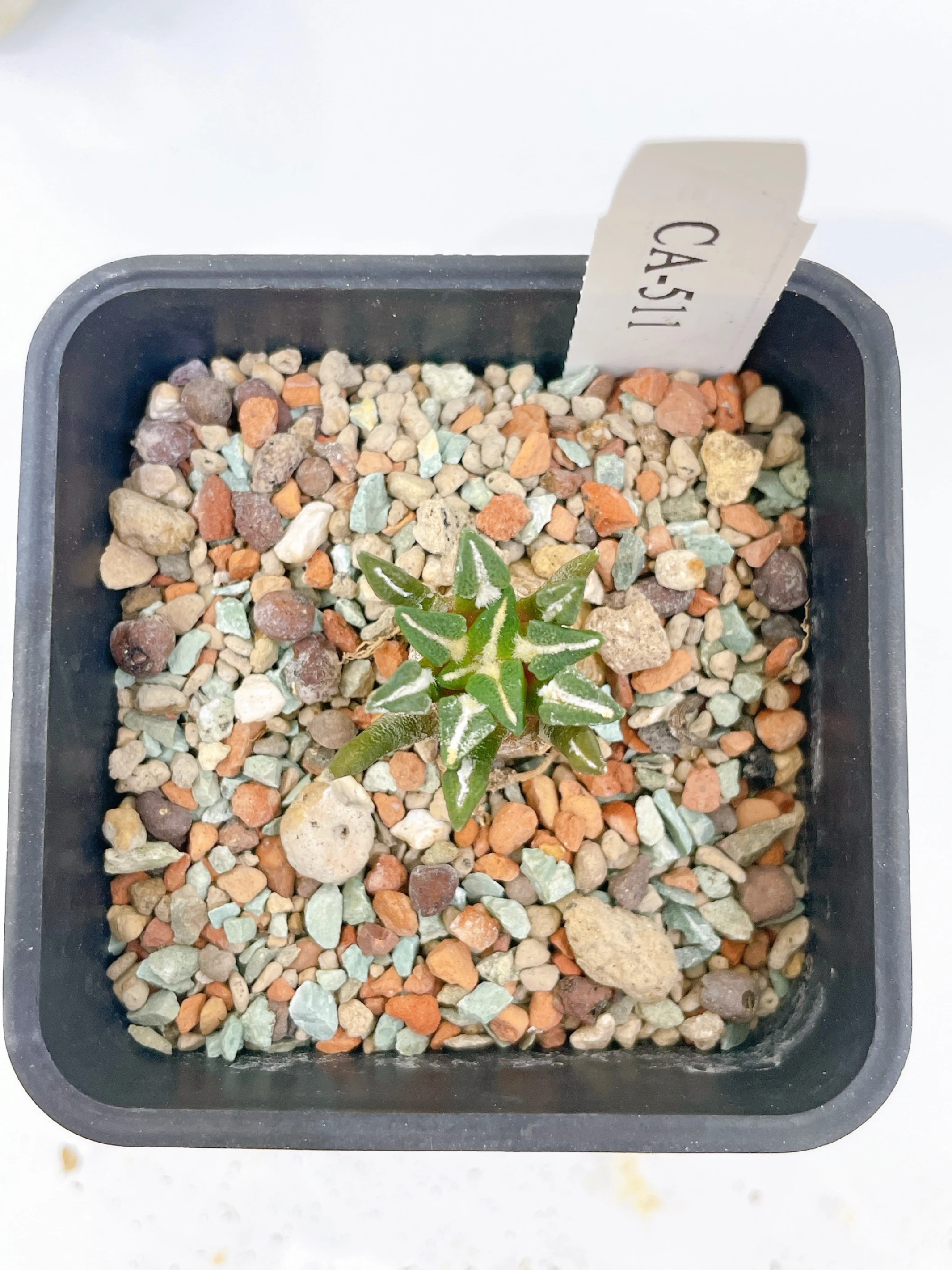 黑牡丹 Ariocarpus kotschoubeyanus CA-511