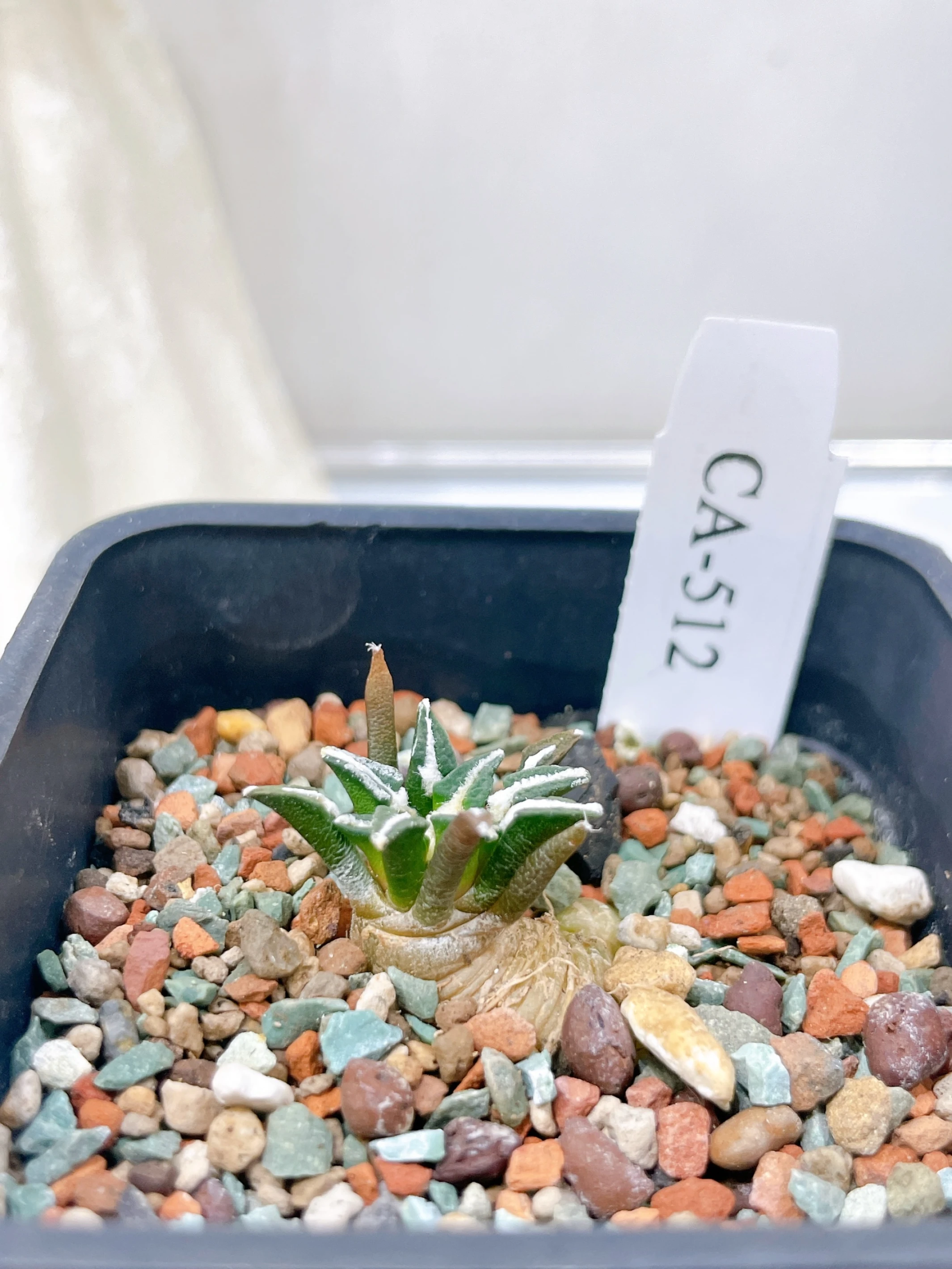 黑牡丹 Ariocarpus kotschoubeyanus CA-512