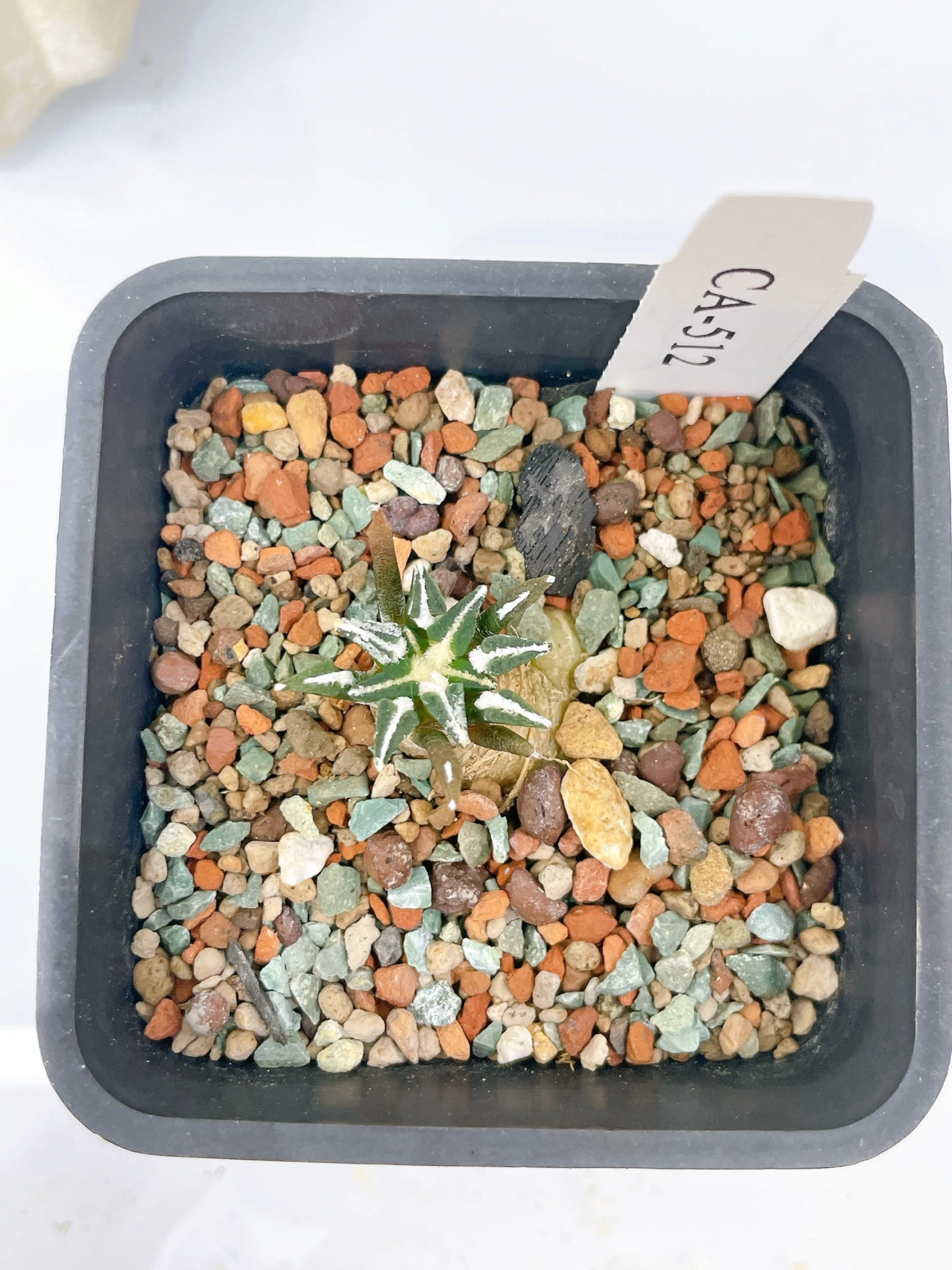 黑牡丹 Ariocarpus kotschoubeyanus CA-512
