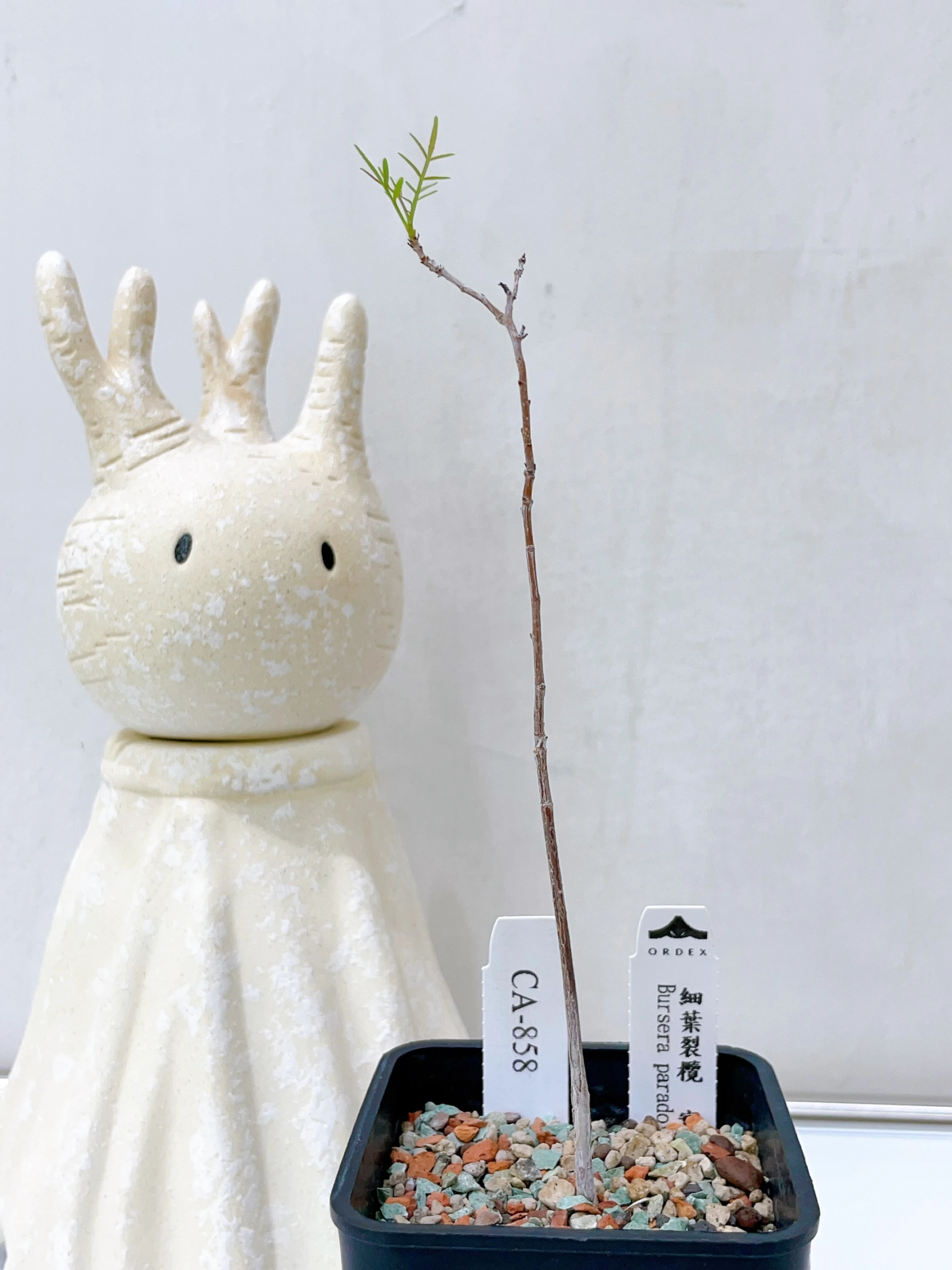 細葉裂欖 Bursera paradoxa CA-858