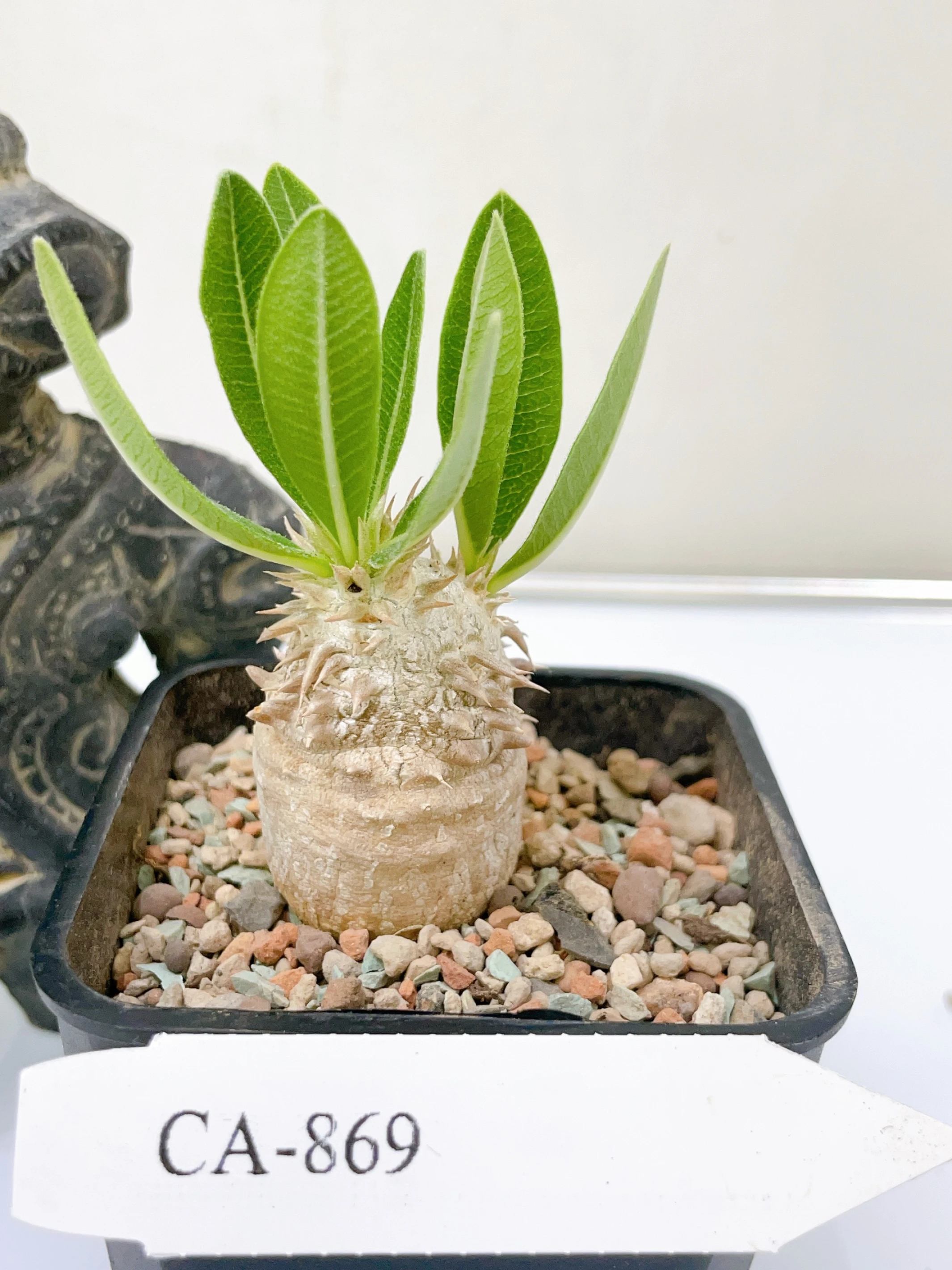 惠比須大黑Pachypodium ×densicaule(P. densiflorum × P. brevicaule) CA-869