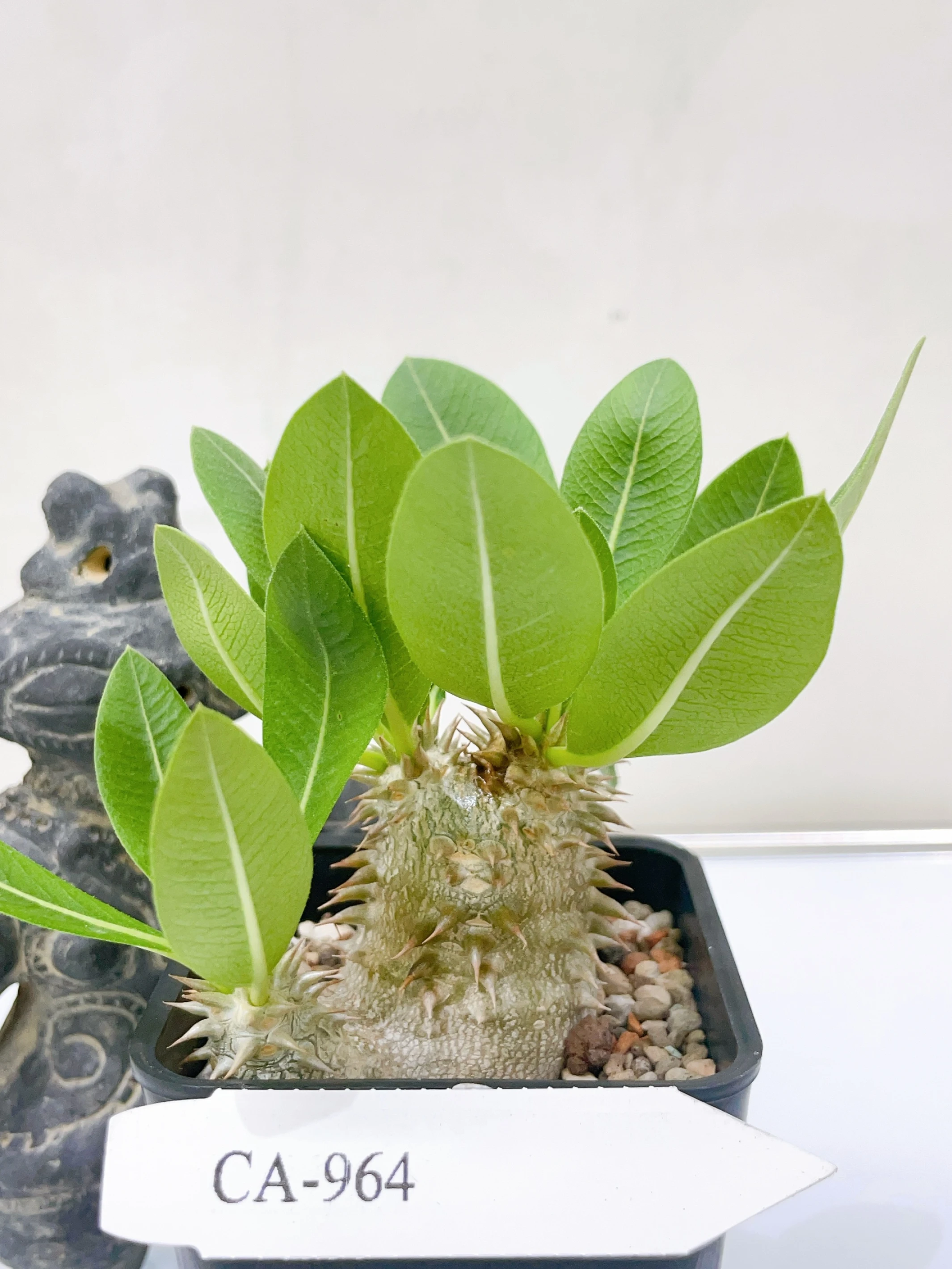 惠比須大黑Pachypodium ×densicaule(P. densiflorum × P. brevicaule) CA-964