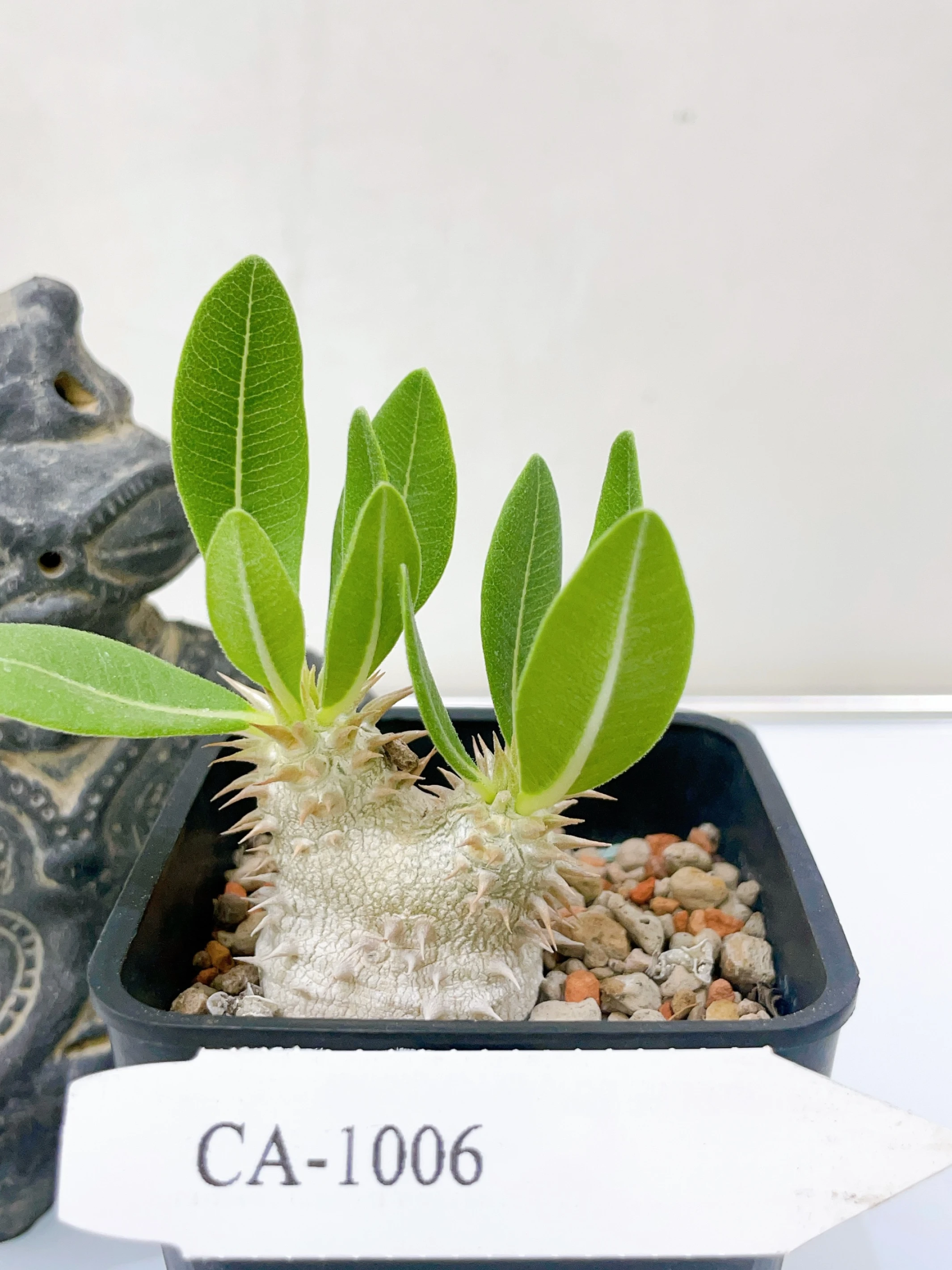 惠比須大黑Pachypodium ×densicaule(P. densiflorum × P. brevicaule) CA-1006