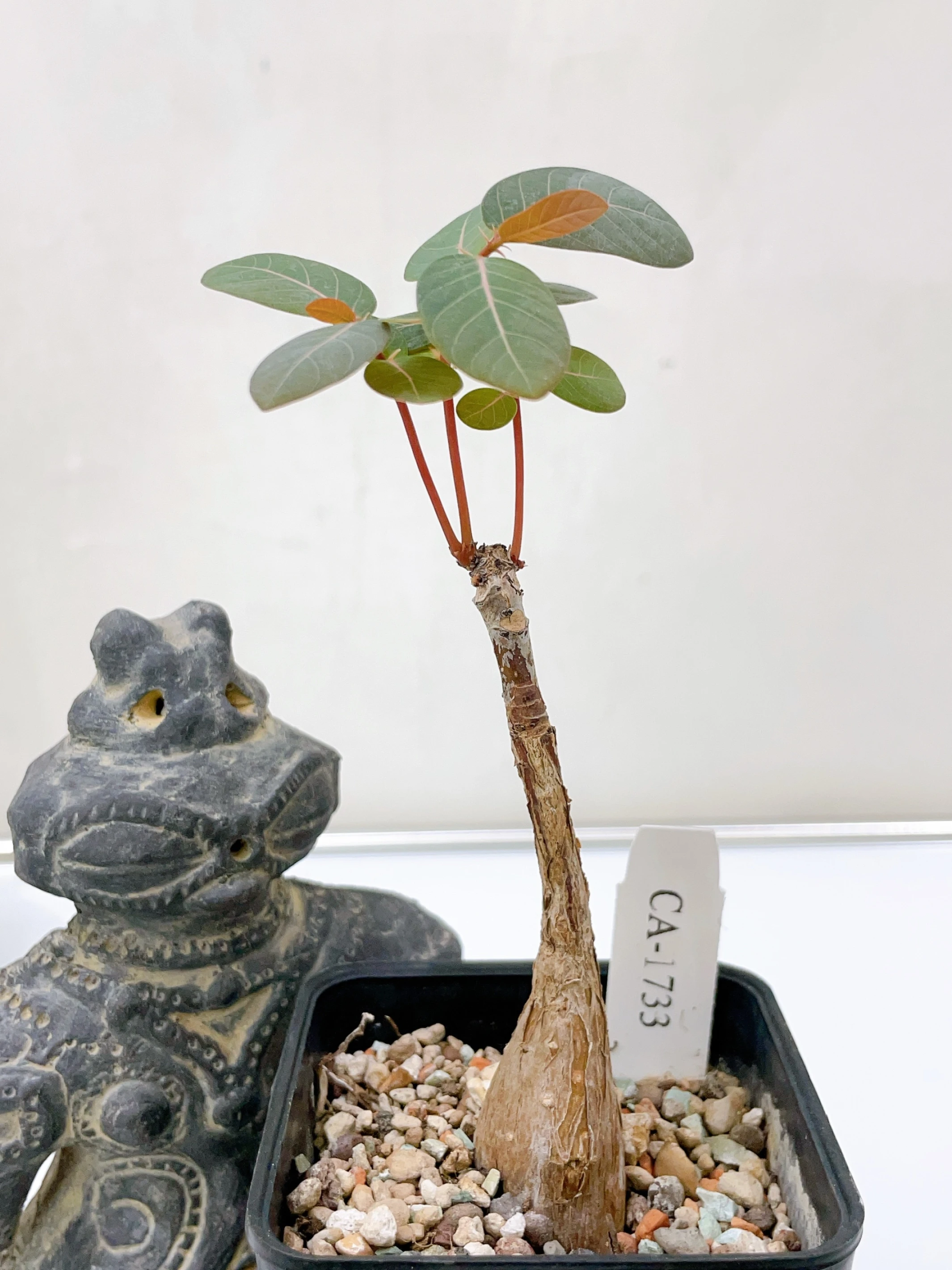 奇異油柑Phyllanthus mirabilis CA-1733