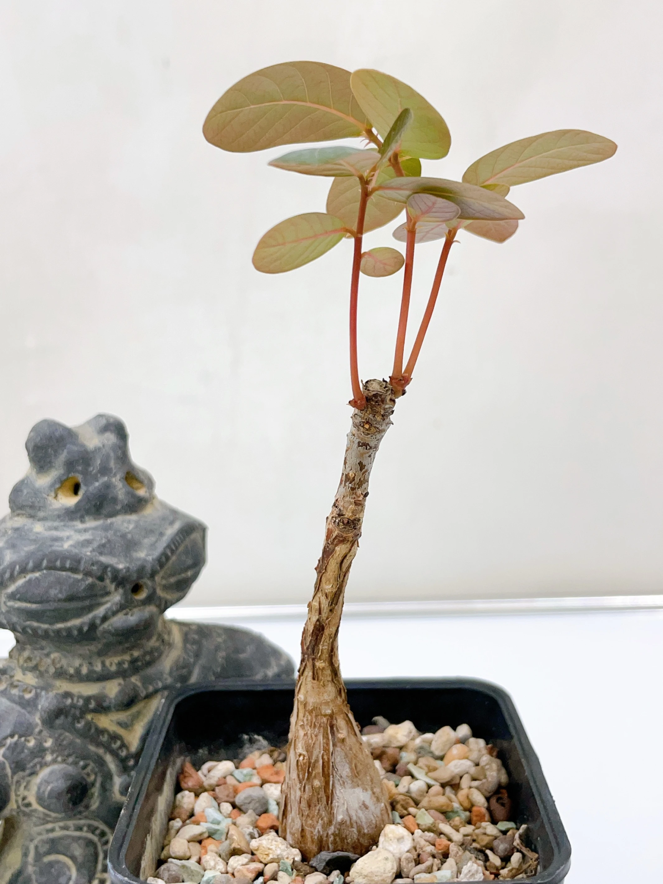 奇異油柑Phyllanthus mirabilis CA-1733