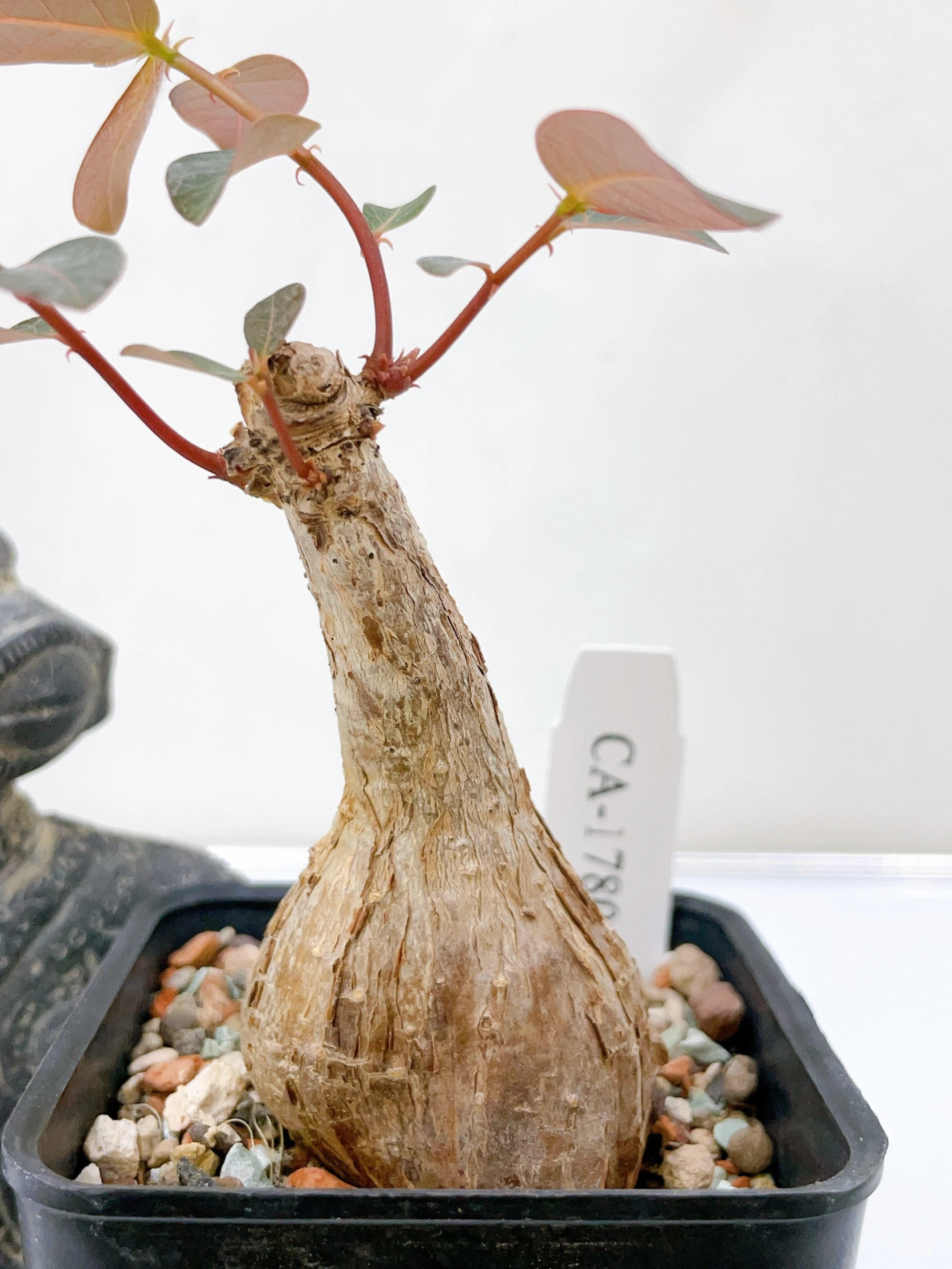 奇異油柑Phyllanthus mirabilis CA-1780