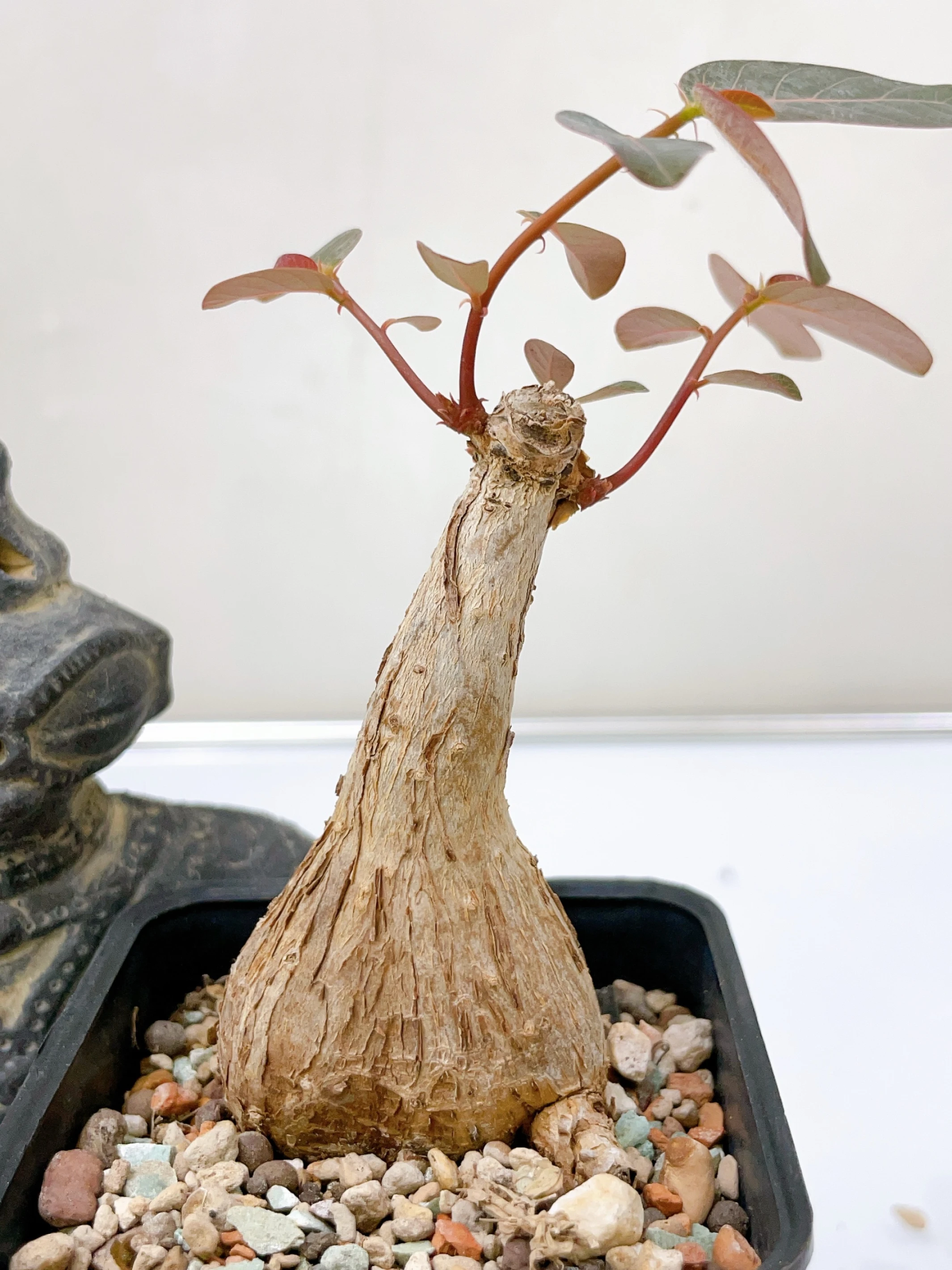 奇異油柑Phyllanthus mirabilis CA-1780