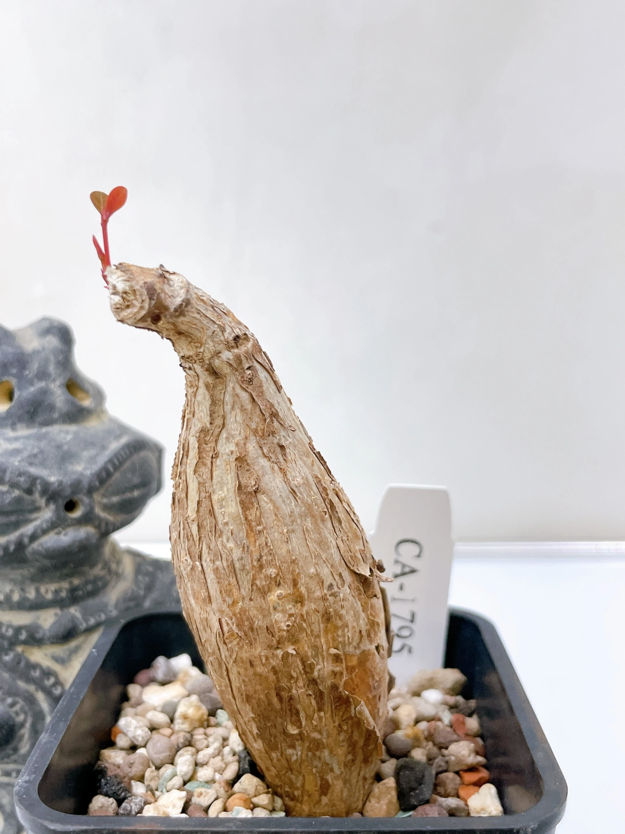 奇異油柑Phyllanthus mirabilis CA-1795