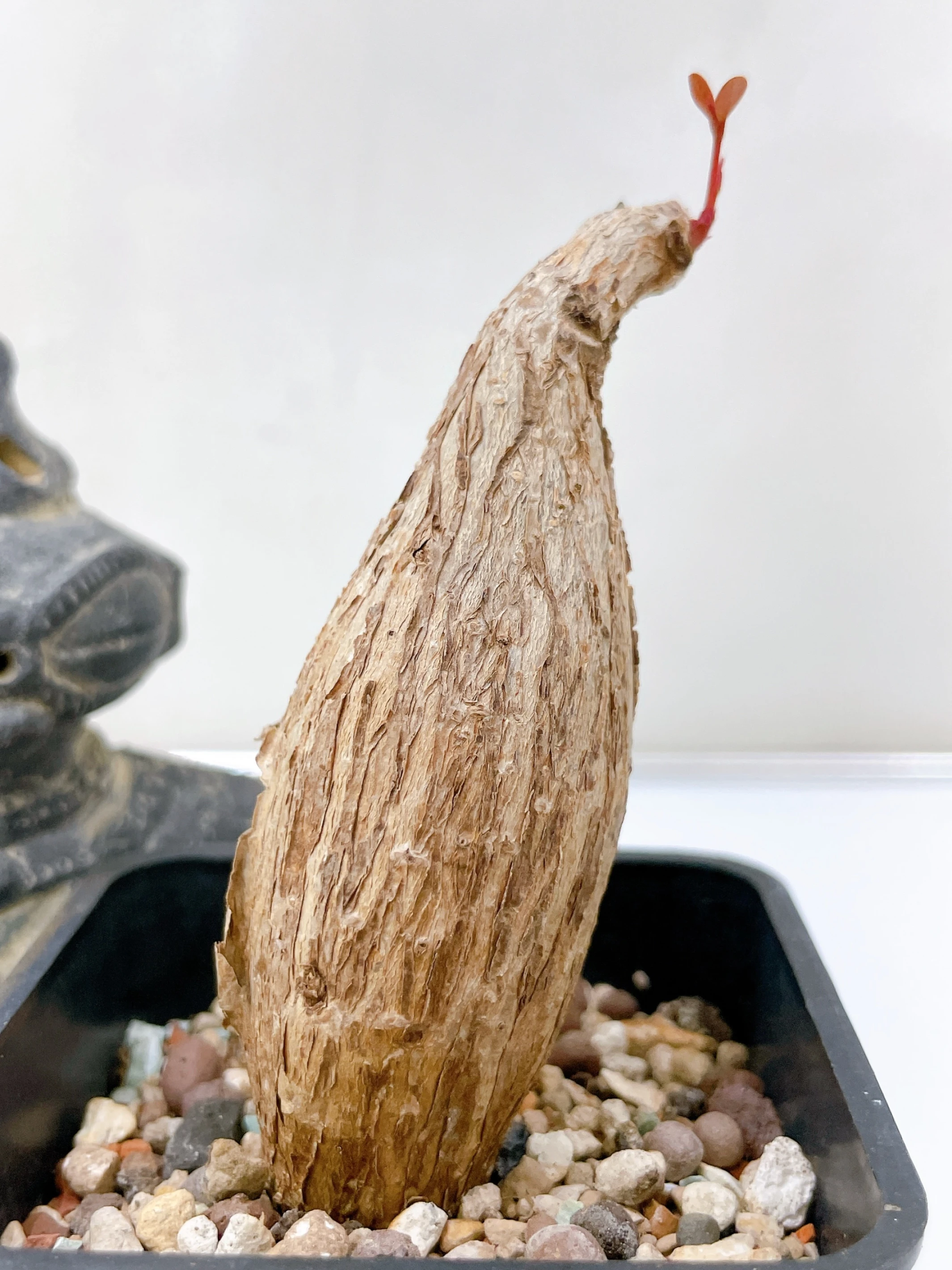 奇異油柑Phyllanthus mirabilis CA-1795
