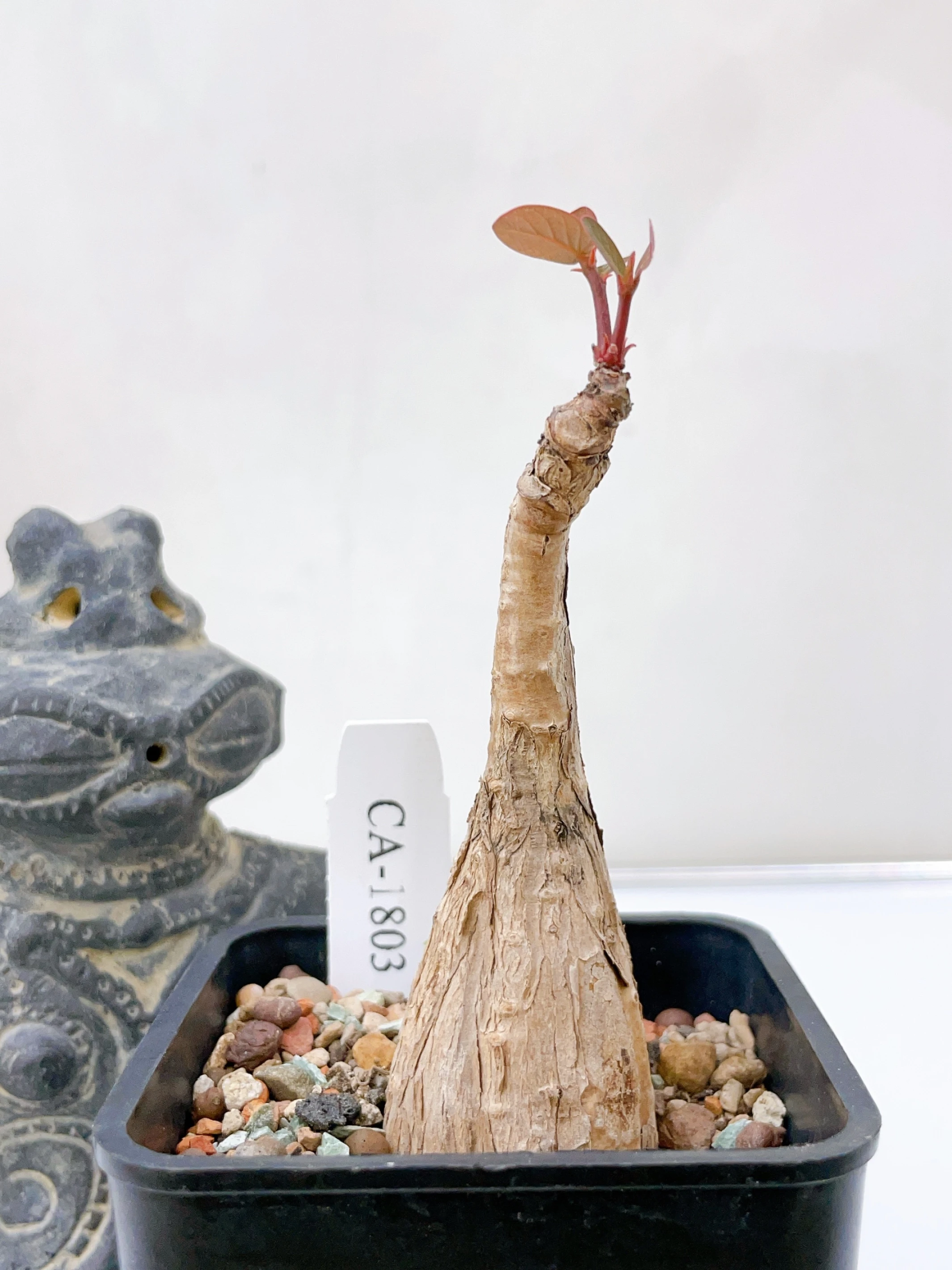 奇異油柑Phyllanthus mirabilis CA-1803