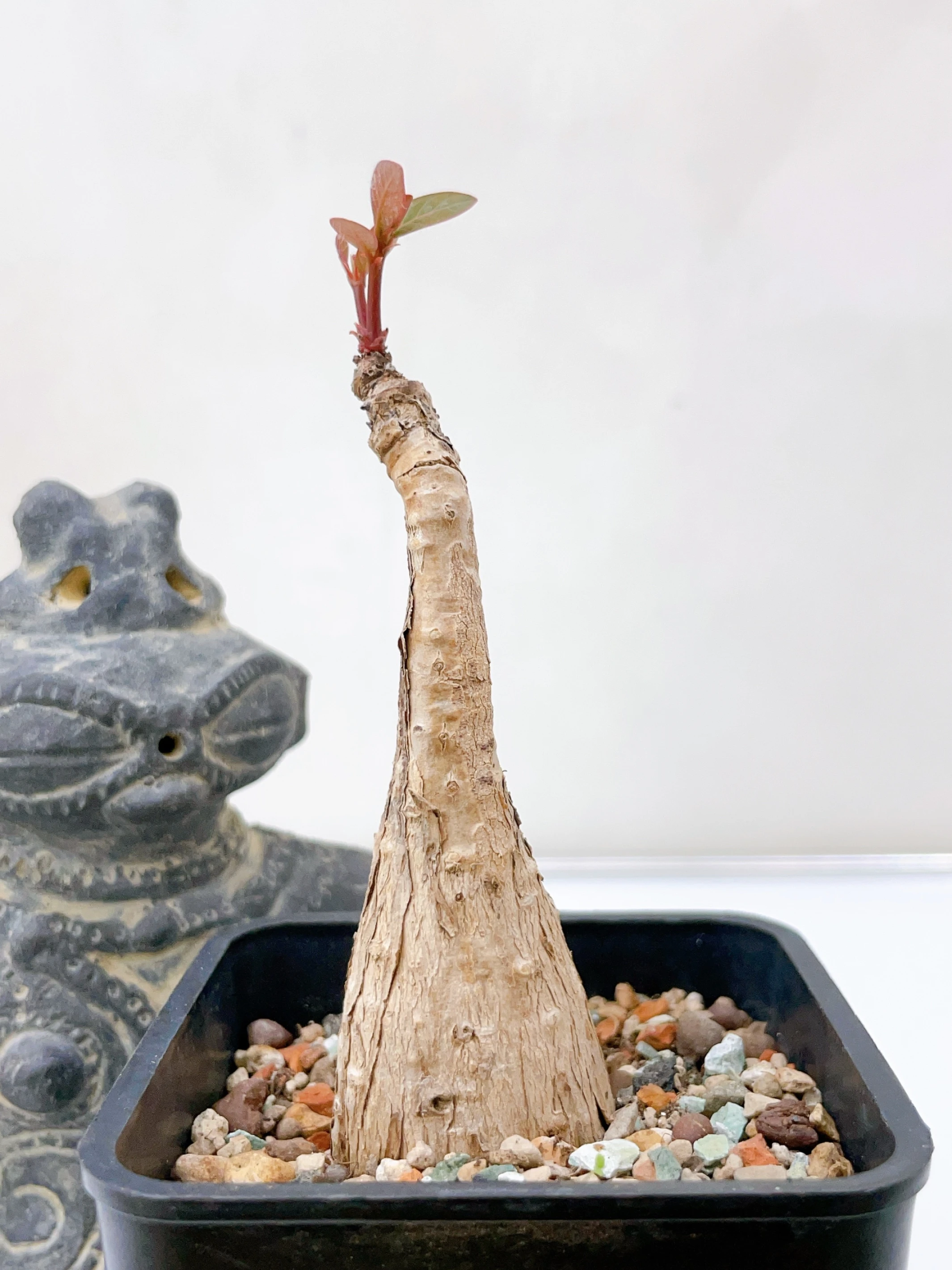 奇異油柑Phyllanthus mirabilis CA-1803