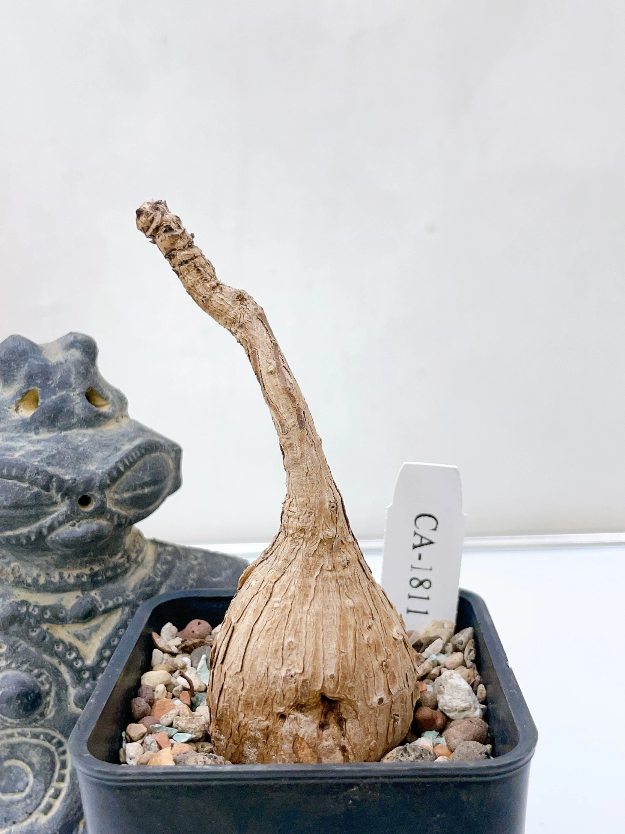 奇異油柑Phyllanthus mirabilis CA-1811