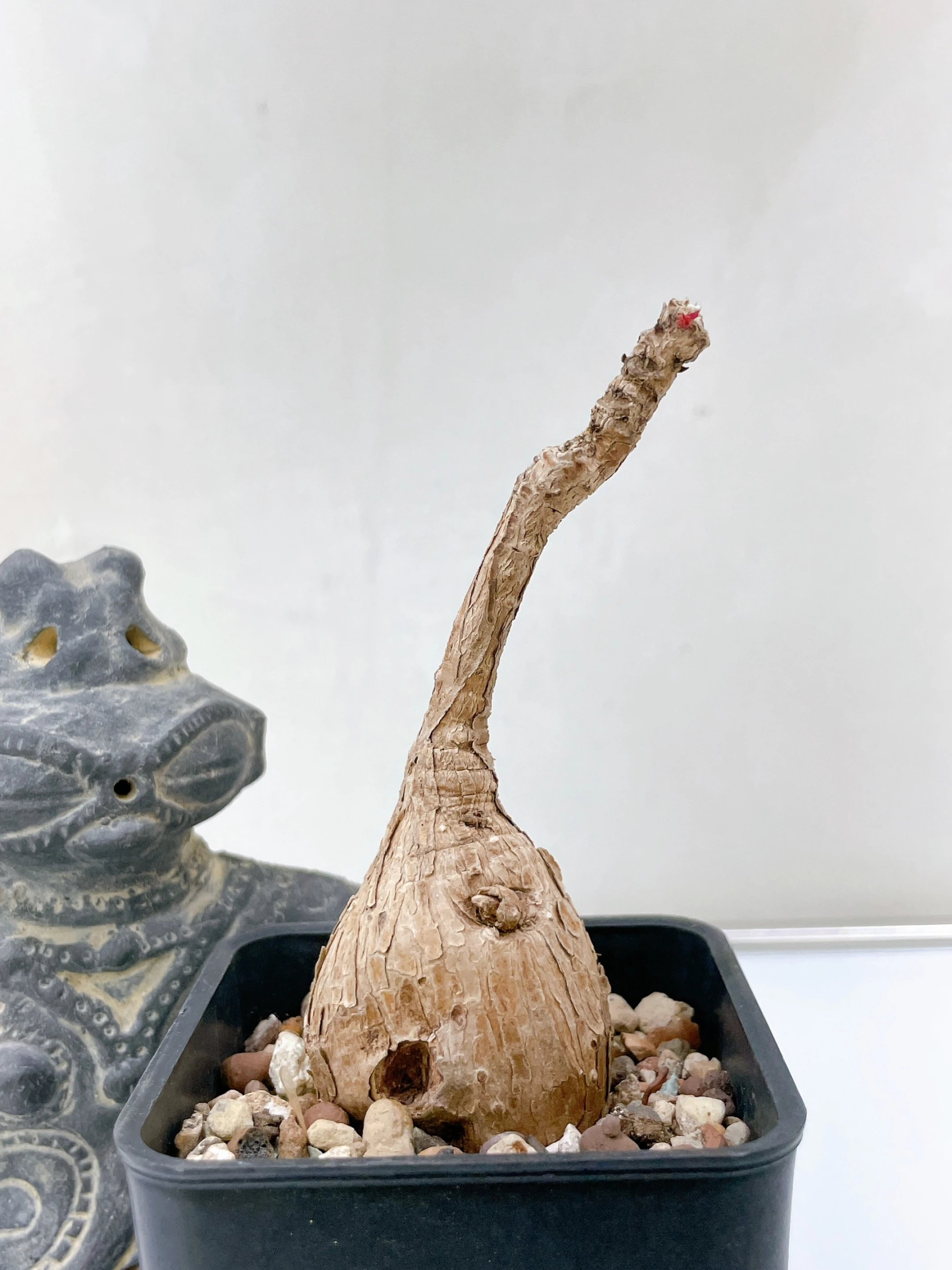 奇異油柑Phyllanthus mirabilis CA-1811