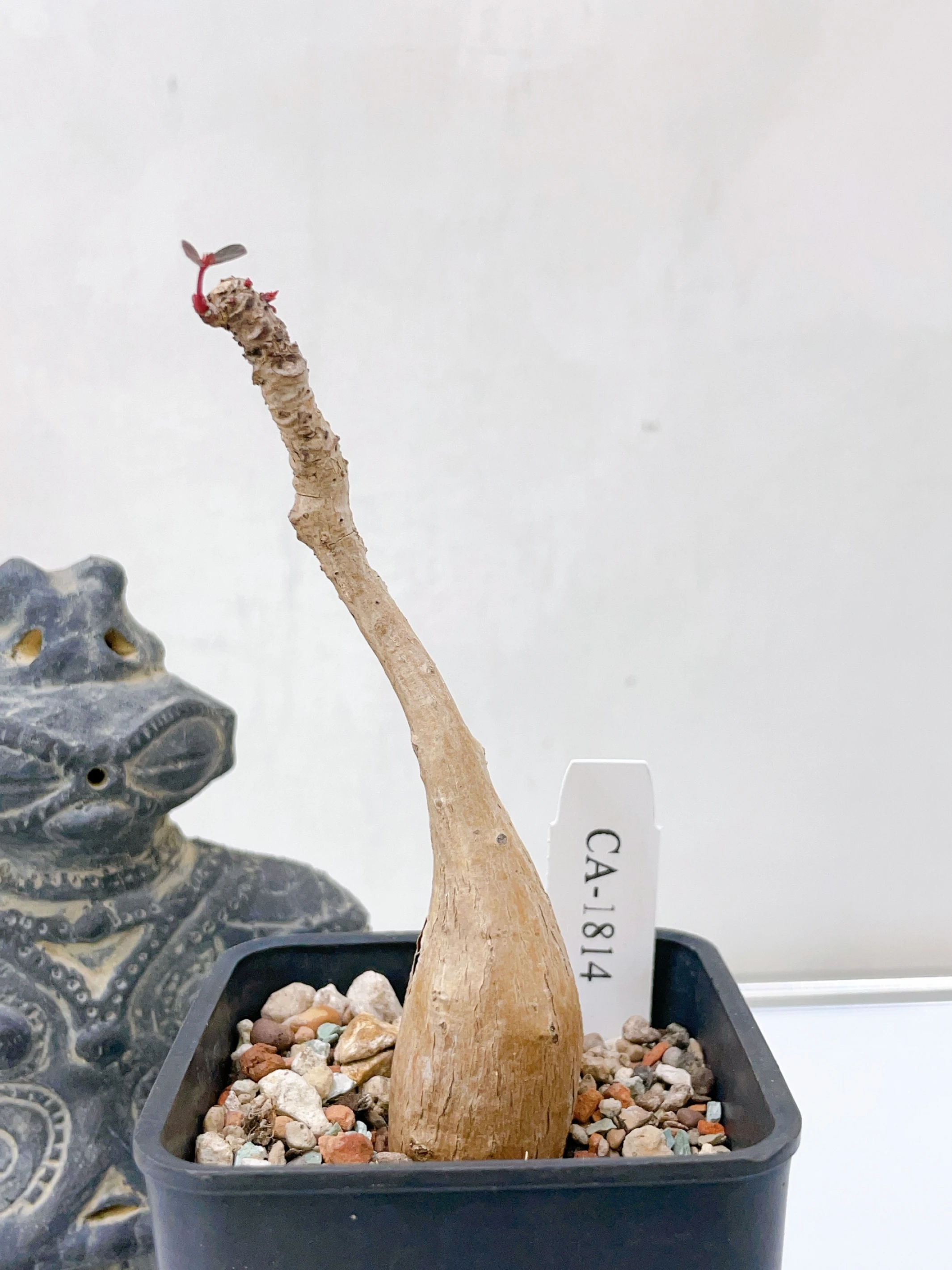 奇異油柑Phyllanthus mirabilis CA-1814
