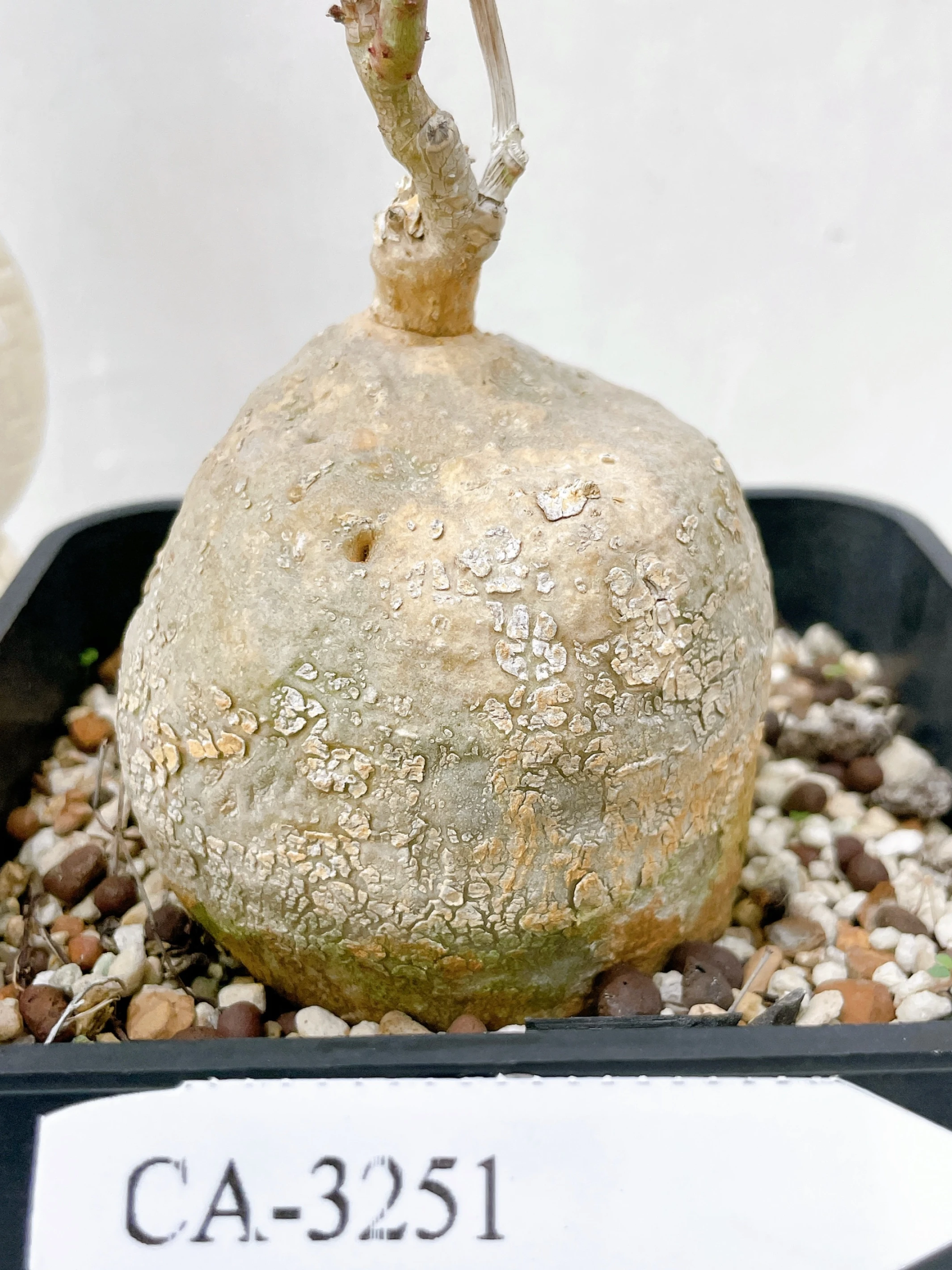 Cibirhiza albersiana CA-3251