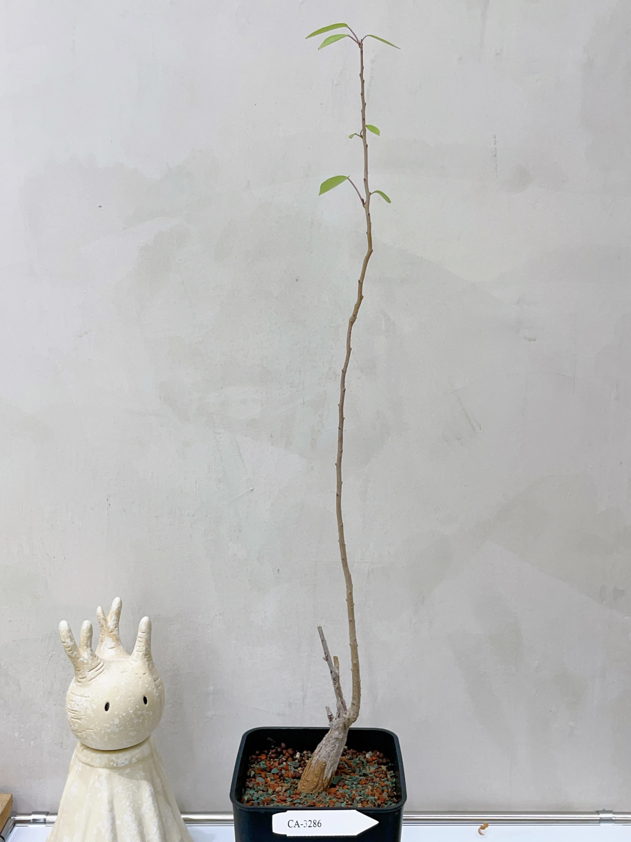 白花樹牽牛 Ipomoea arborescens CA-3286