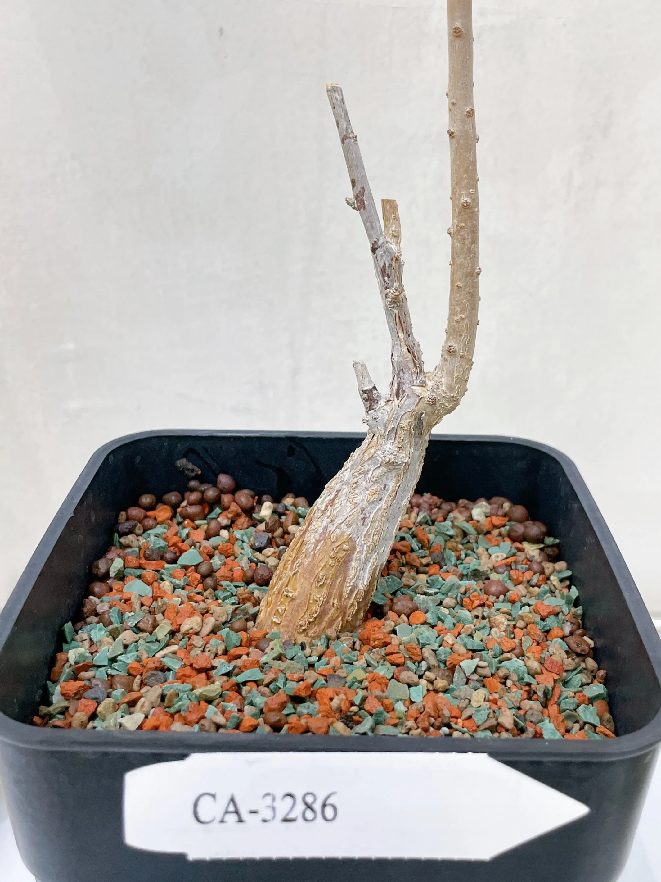 白花樹牽牛 Ipomoea arborescens CA-3286