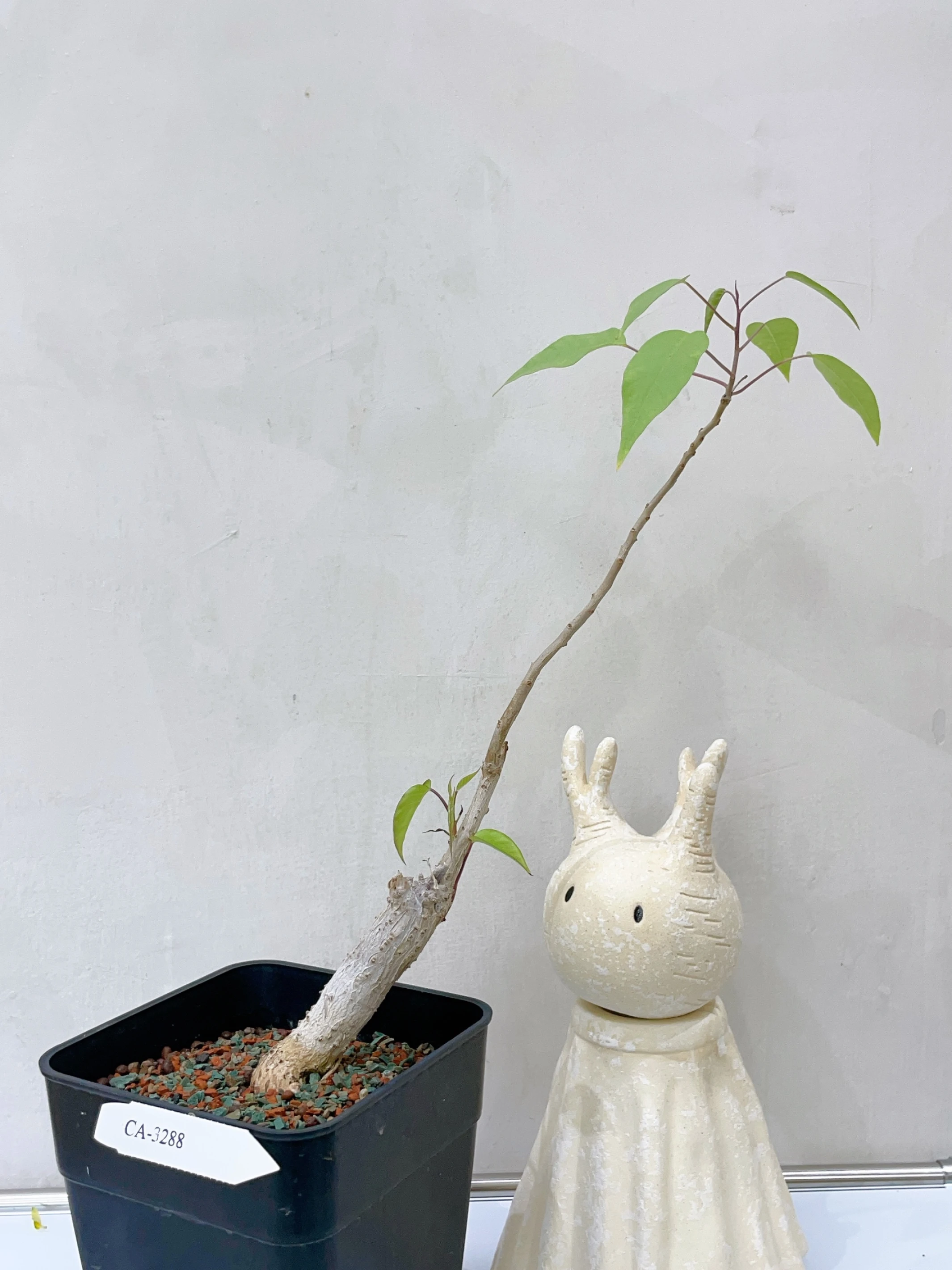白花樹牽牛 Ipomoea arborescens CA-3288