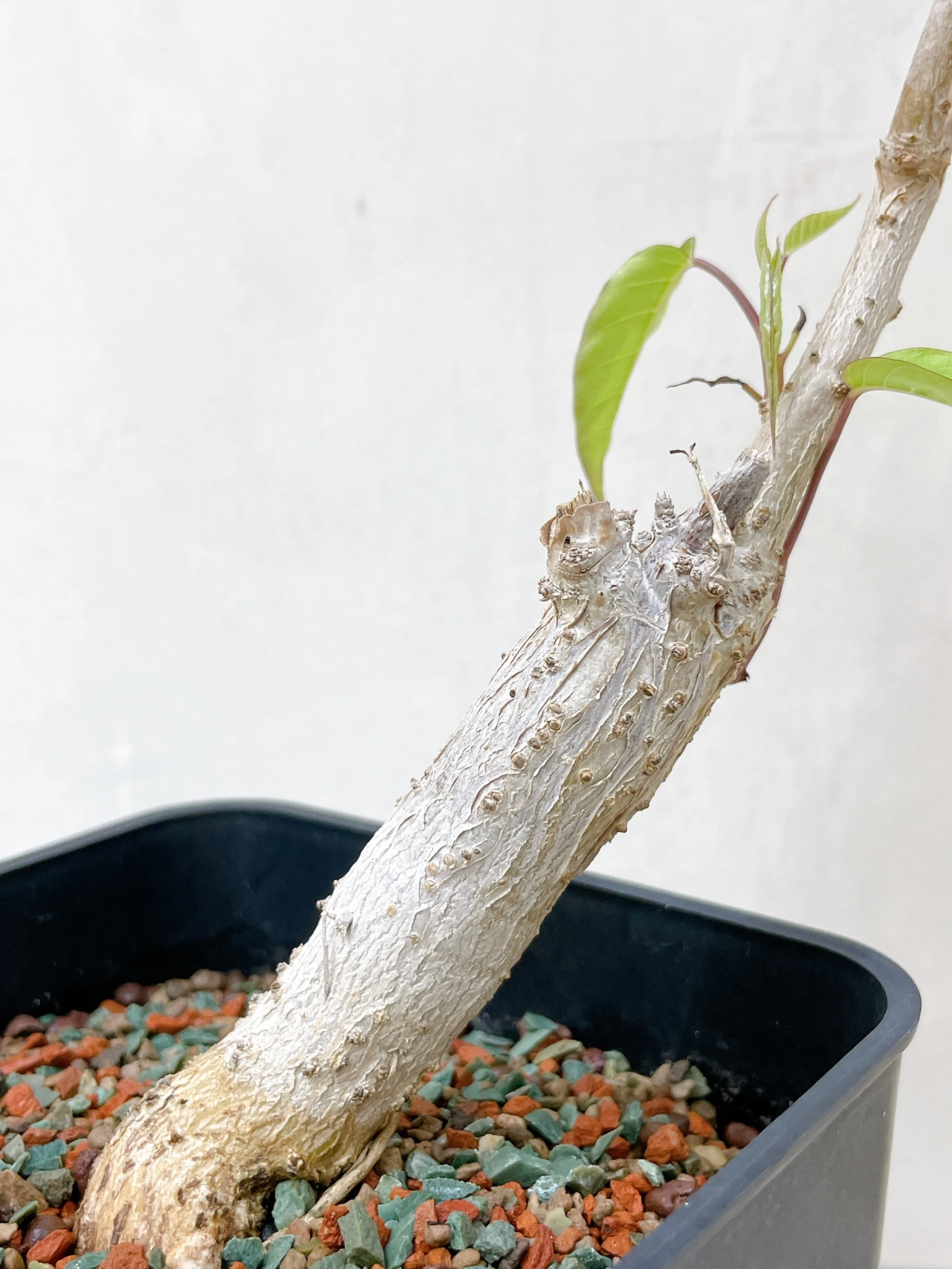 白花樹牽牛 Ipomoea arborescens CA-3288