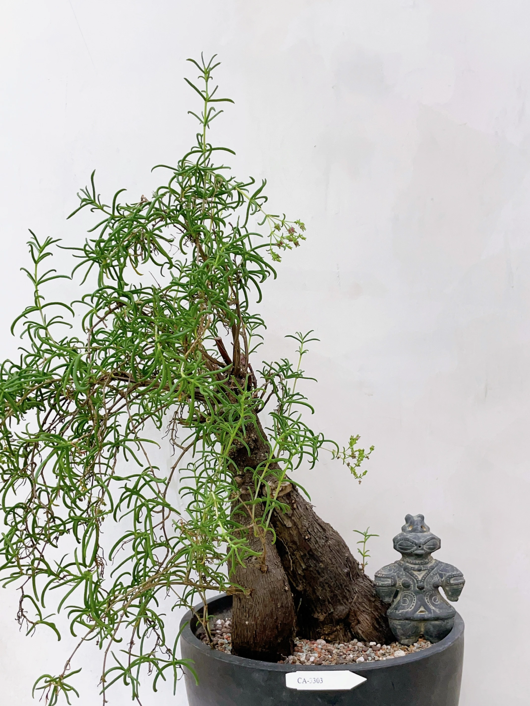 夏型番杏Mestoklema tuberosum CA-3303