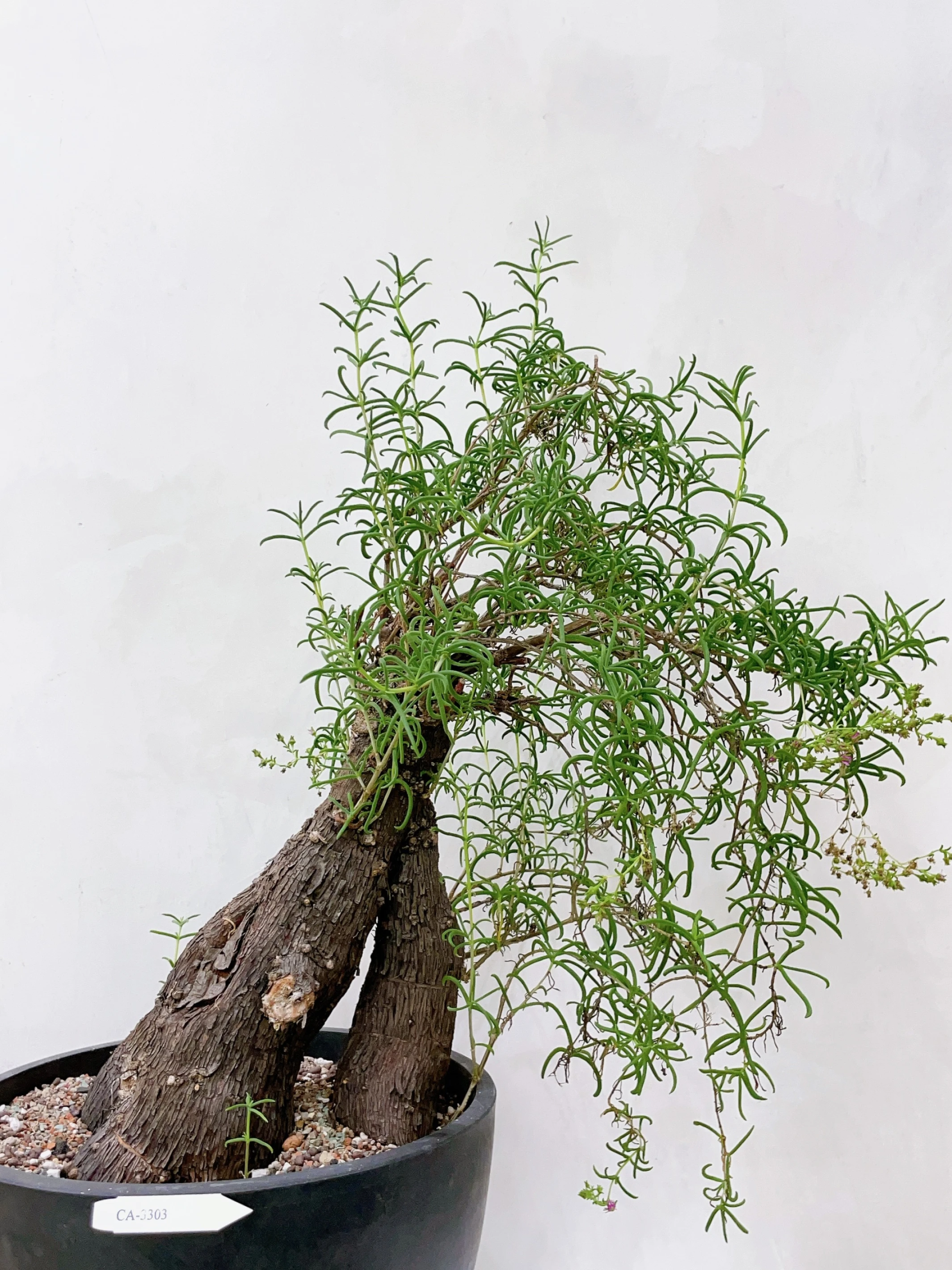 夏型番杏Mestoklema tuberosum CA-3303