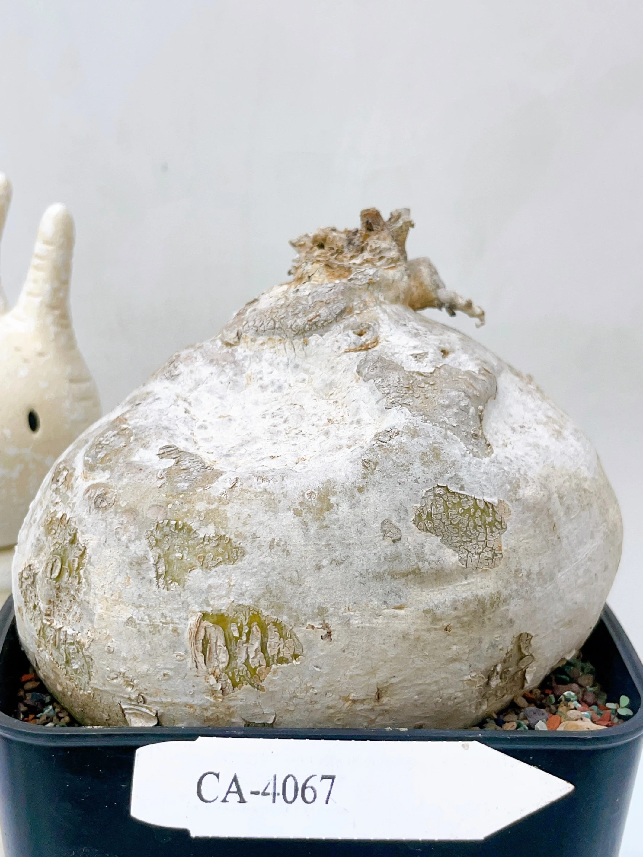 白皮蘿藦Raphionacme procumbens CA-4067
