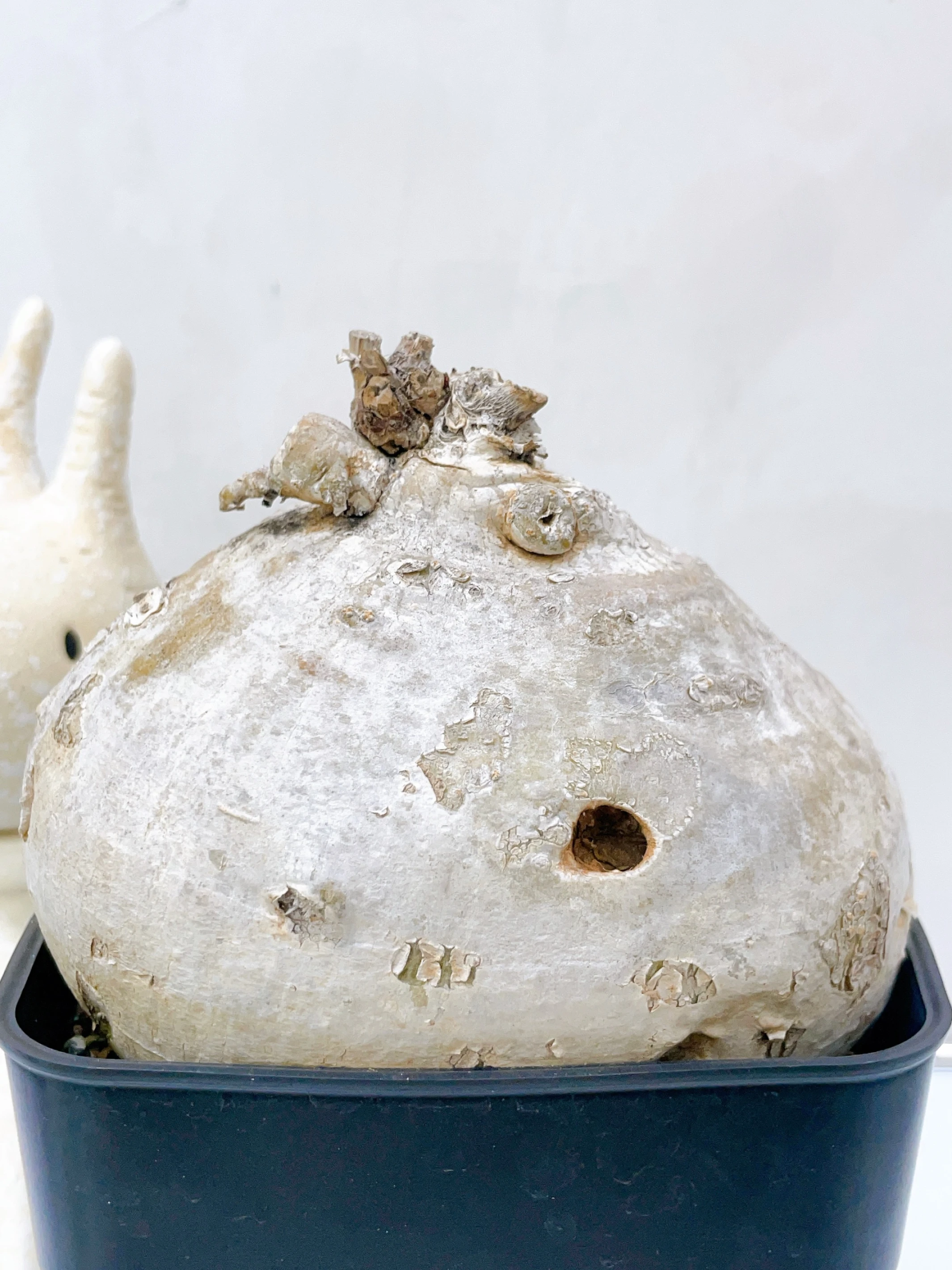 白皮蘿藦Raphionacme procumbens CA-4067