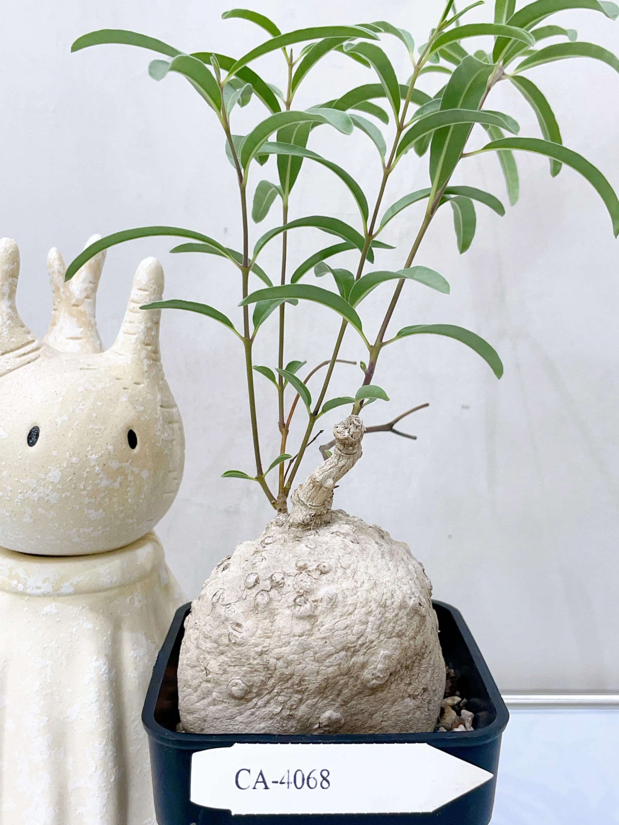 白皮蘿藦Raphionacme procumbens CA-4068