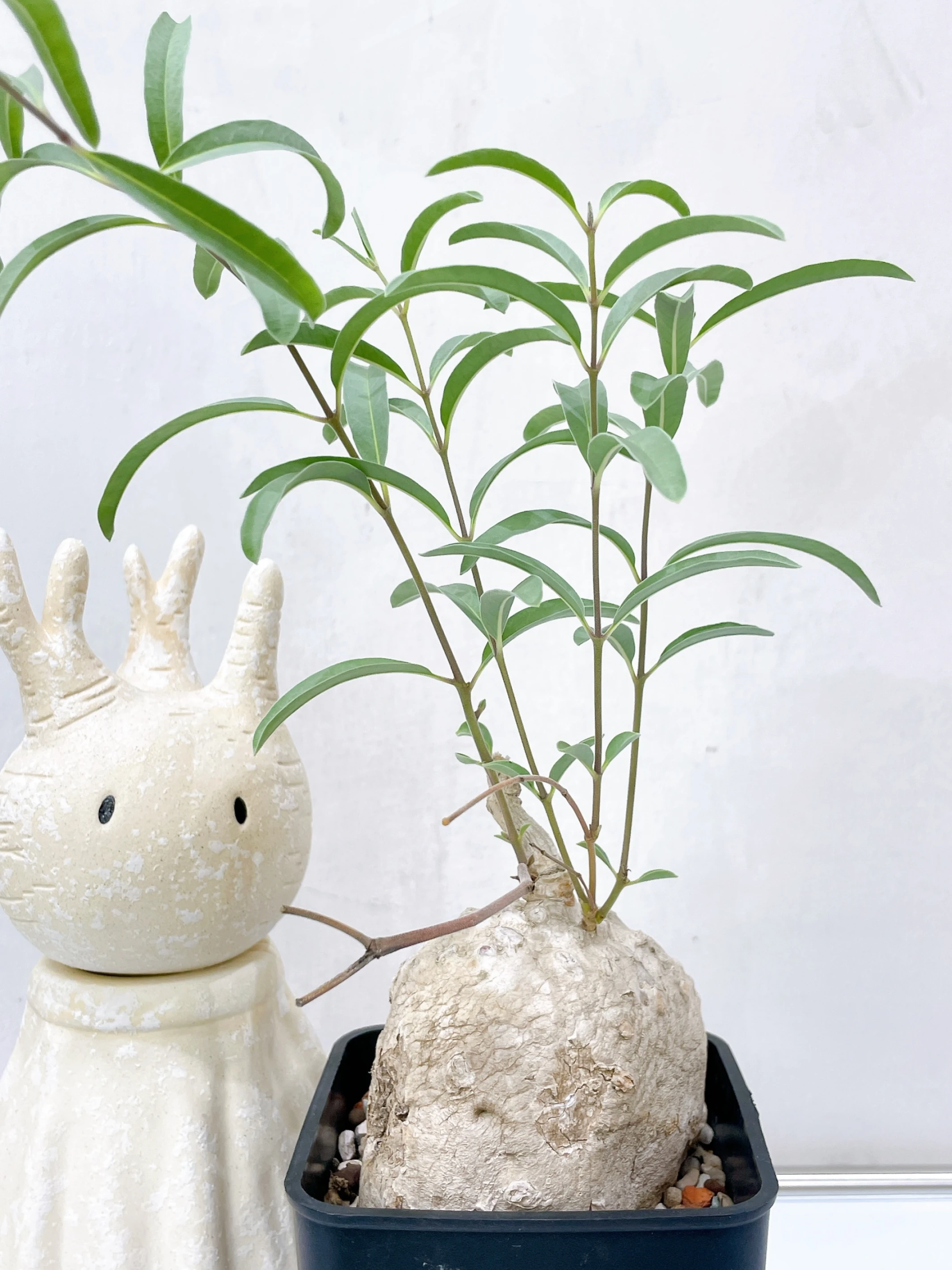 白皮蘿藦Raphionacme procumbens CA-4068