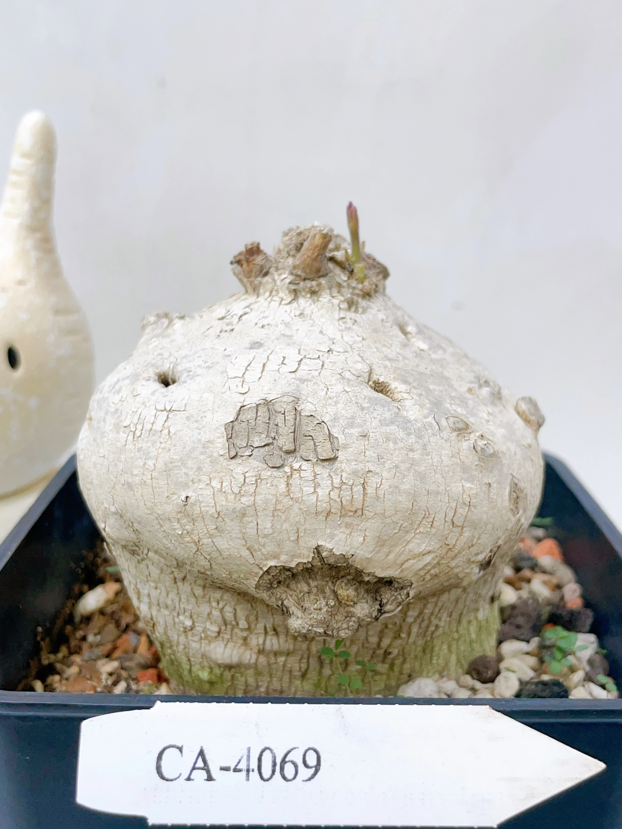 白皮蘿藦Raphionacme procumbens CA-4069