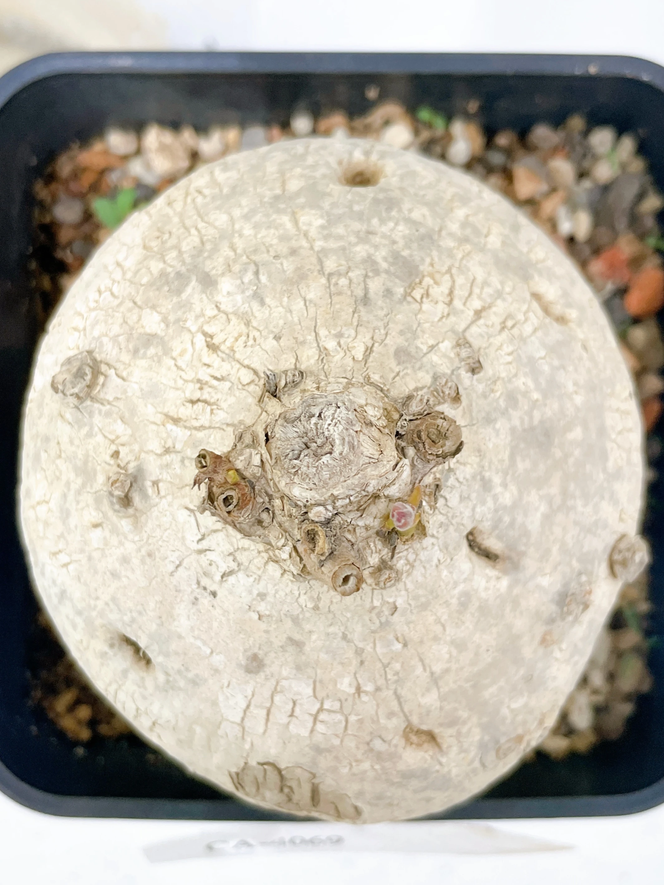 白皮蘿藦Raphionacme procumbens CA-4069