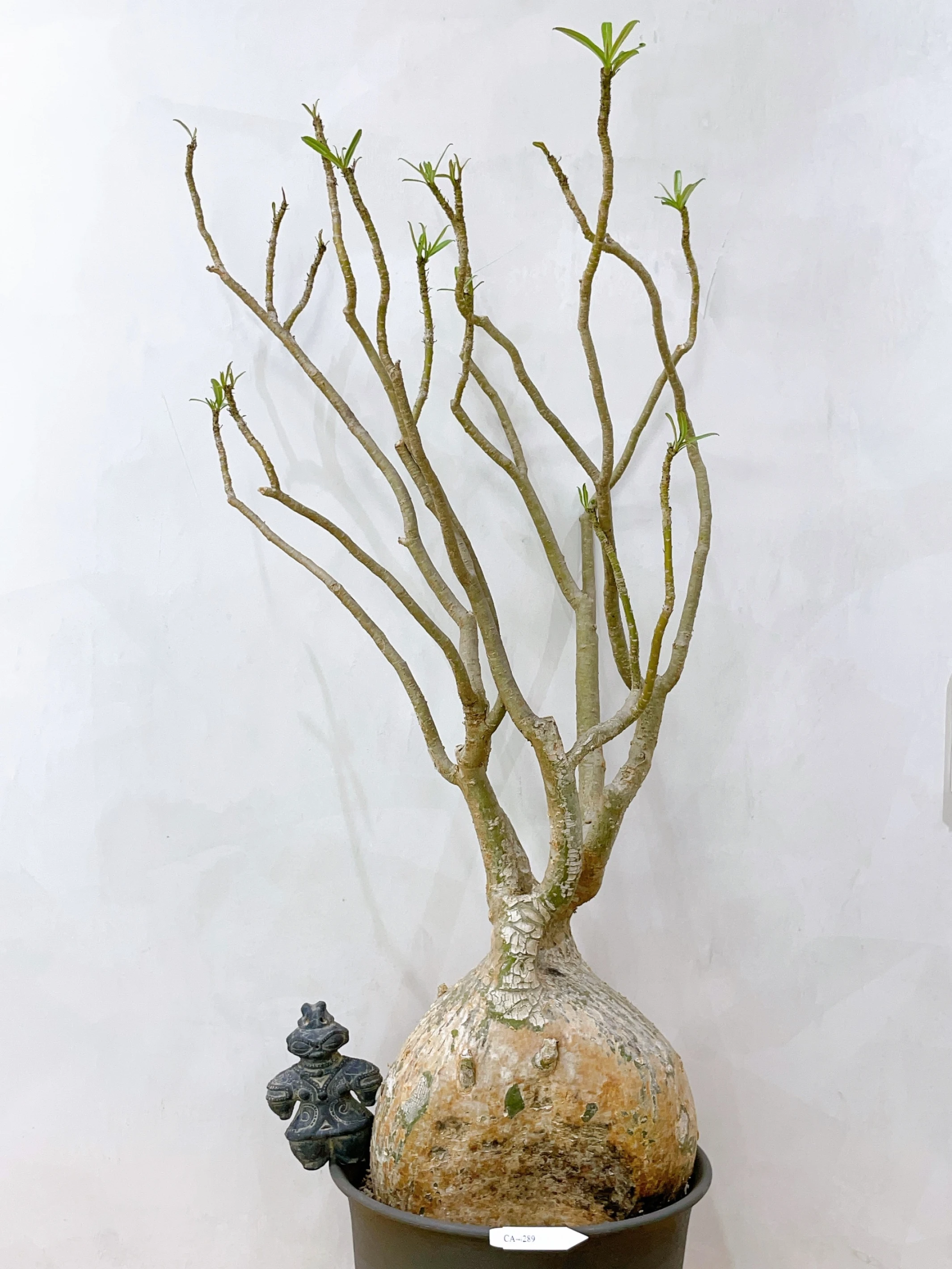 索馬利亞沙玫Adenium somalense var. crispum CA-4289