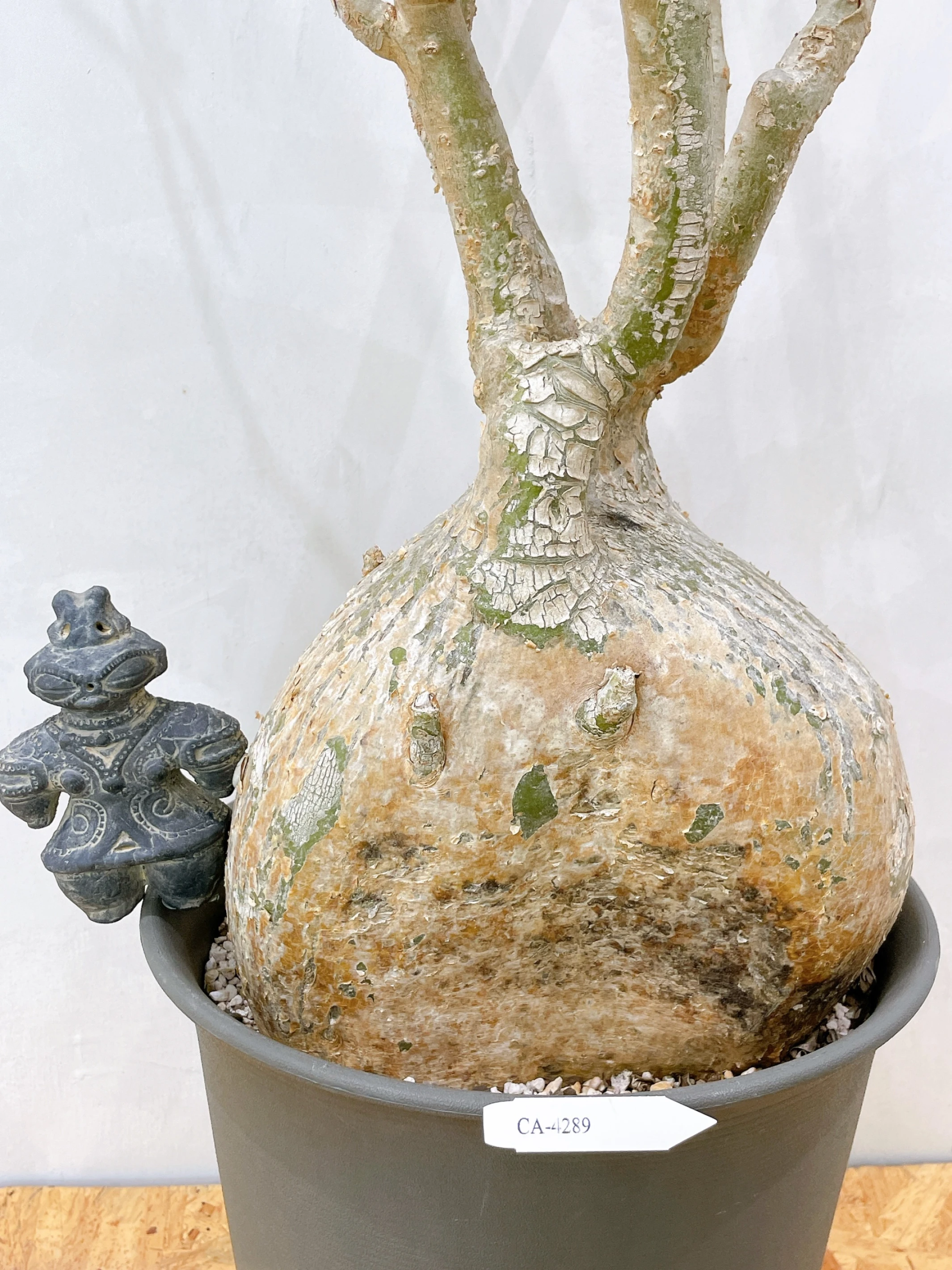 索馬利亞沙玫Adenium somalense var. crispum CA-4289