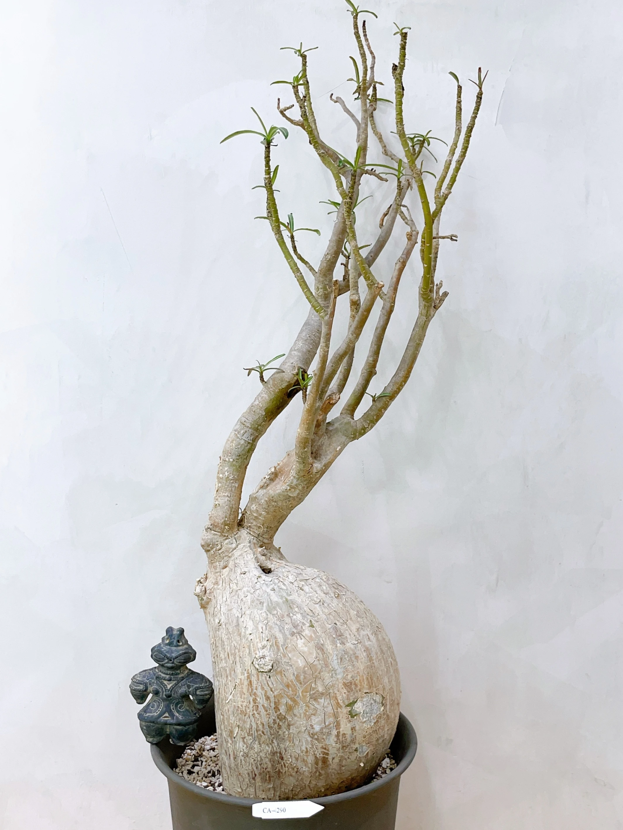 索馬利亞沙玫Adenium somalense var. crispum CA-4290