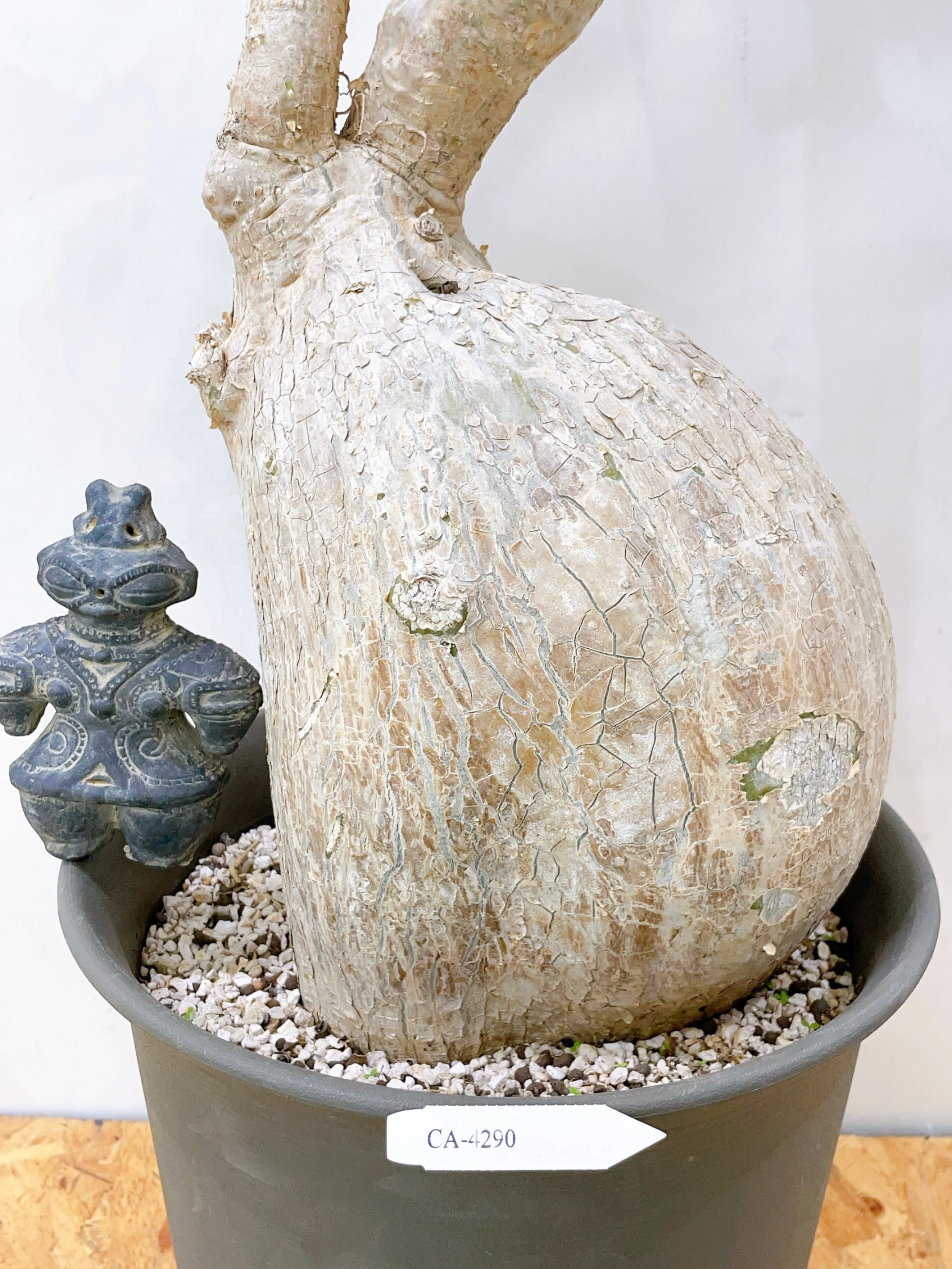 索馬利亞沙玫Adenium somalense var. crispum CA-4290