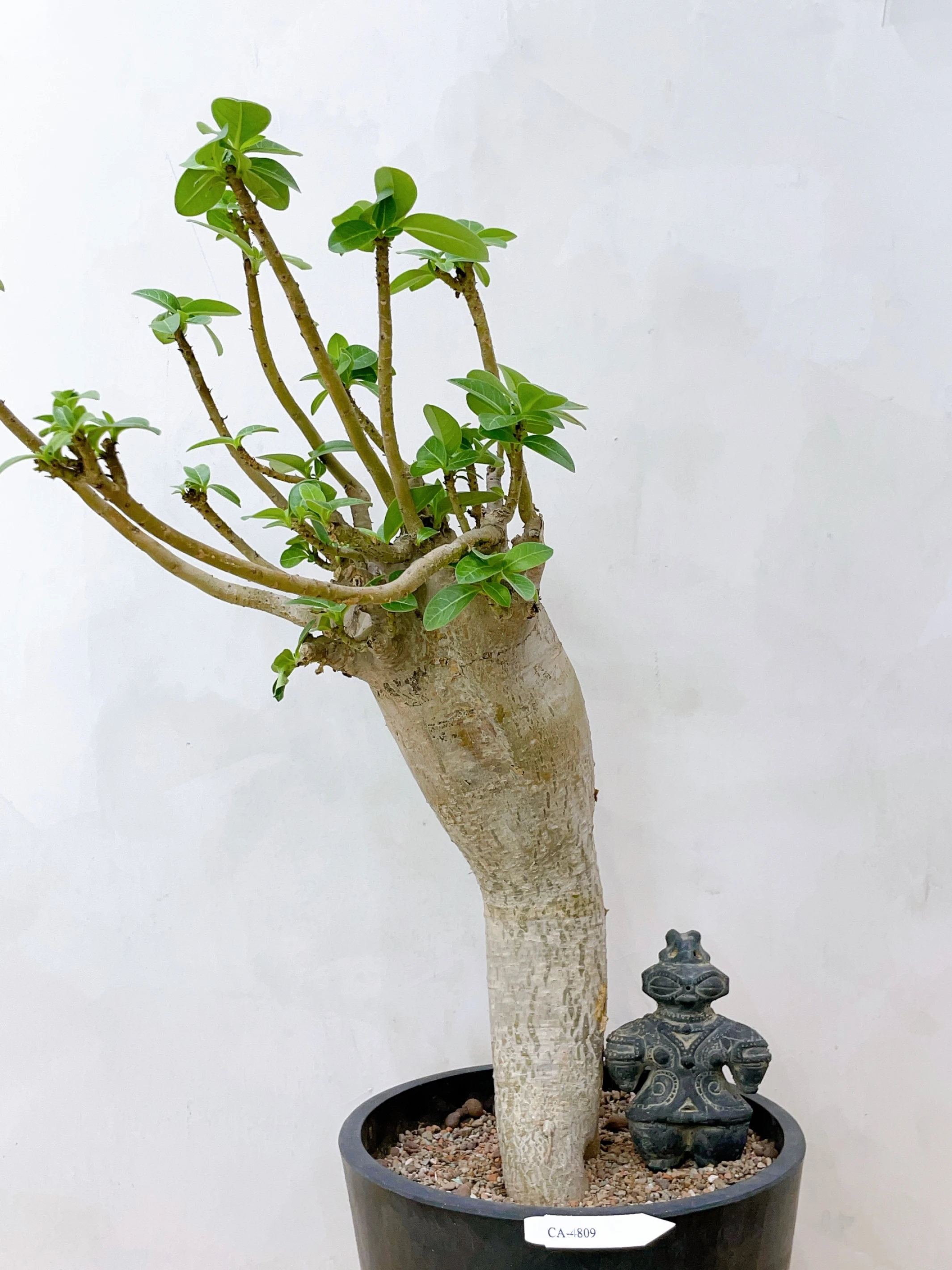 沙漠玫瑰園藝種Adenium arabicum ‘Nomsod DD’ CA-4809