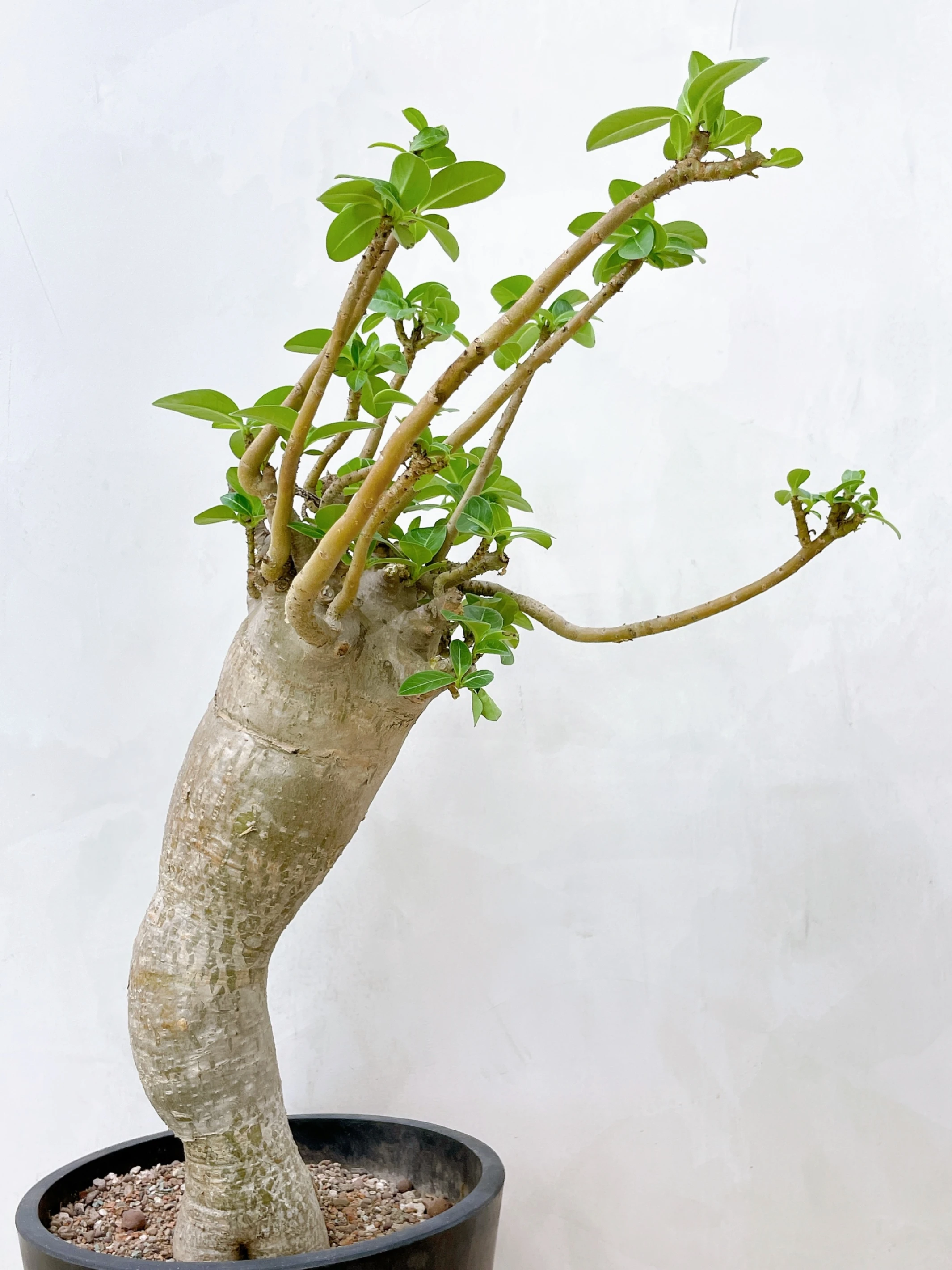 沙漠玫瑰園藝種Adenium arabicum ‘Nomsod DD’ CA-4809