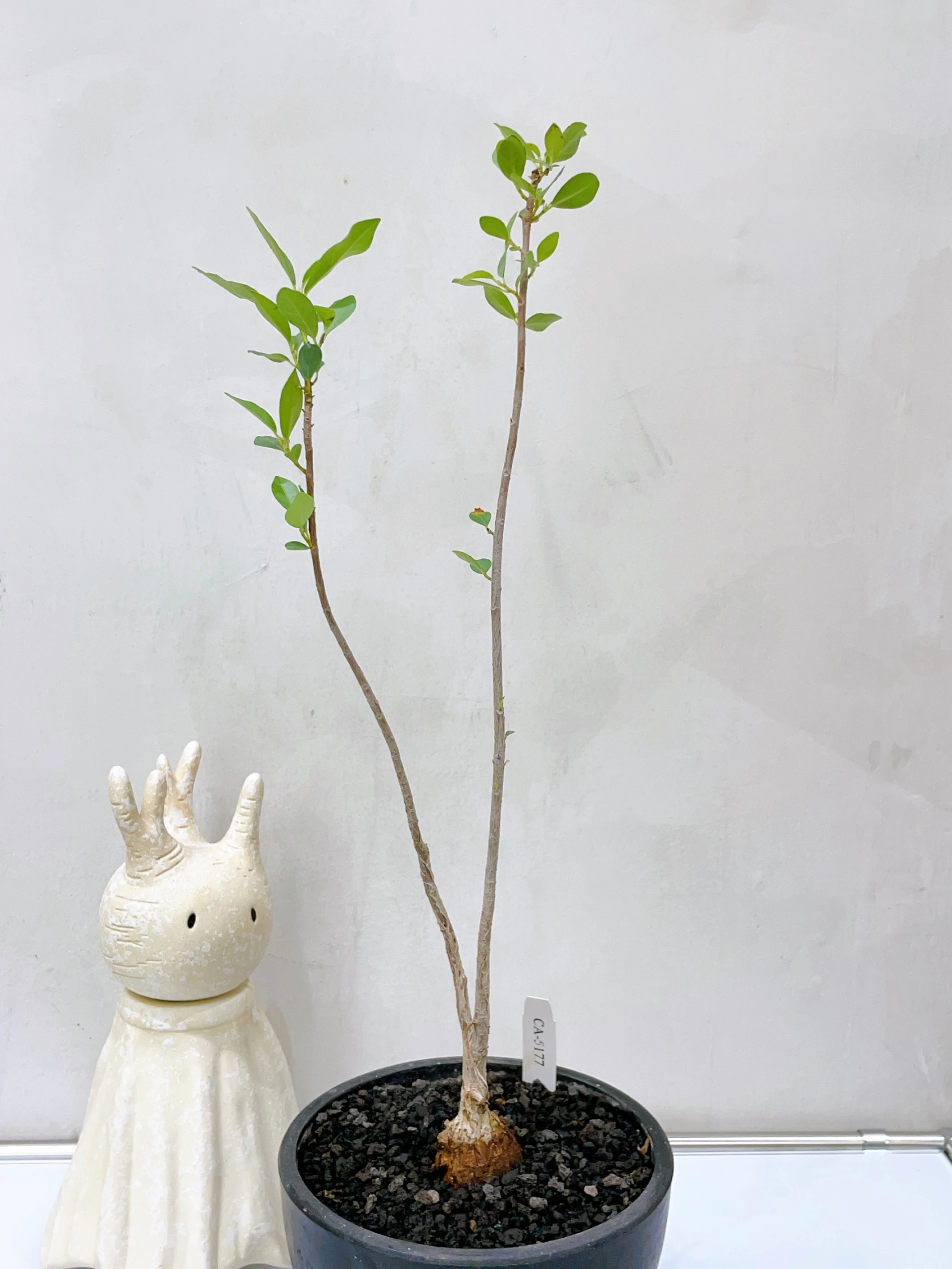 木圖巴樹 Ficus burkei CA-5177