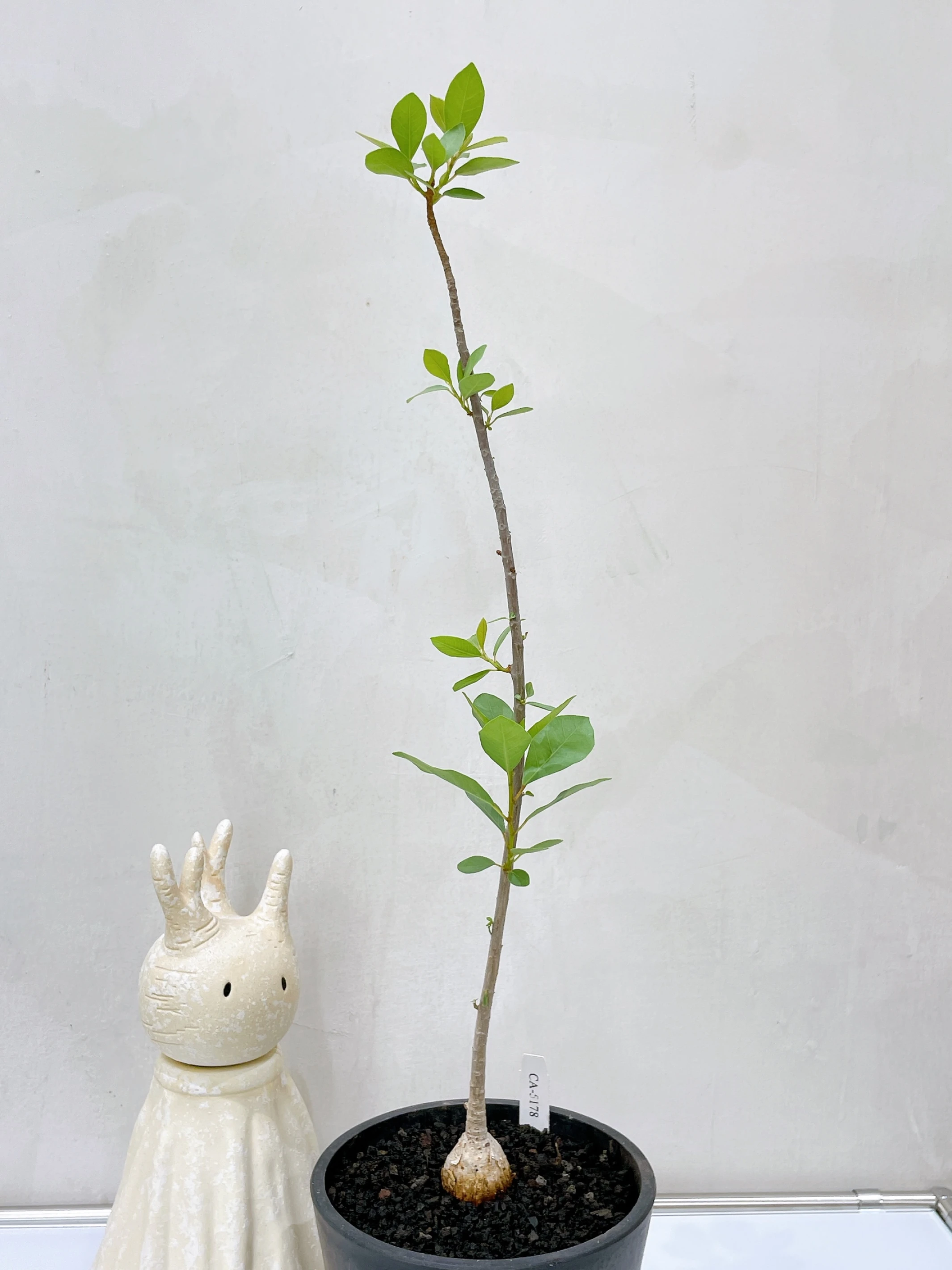 木圖巴樹 Ficus burkei CA-5178