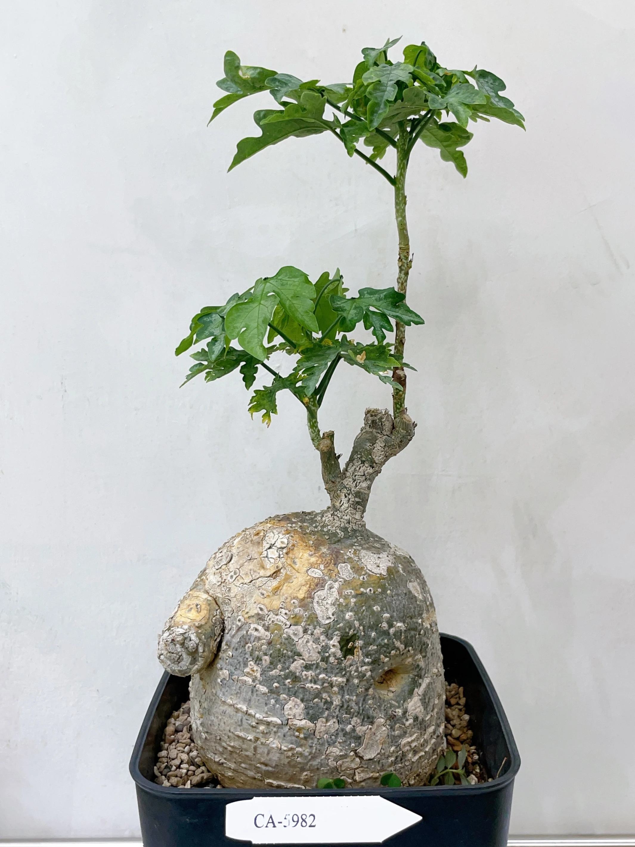 雪花西番蓮 Adenia metamorpha CA-5982
