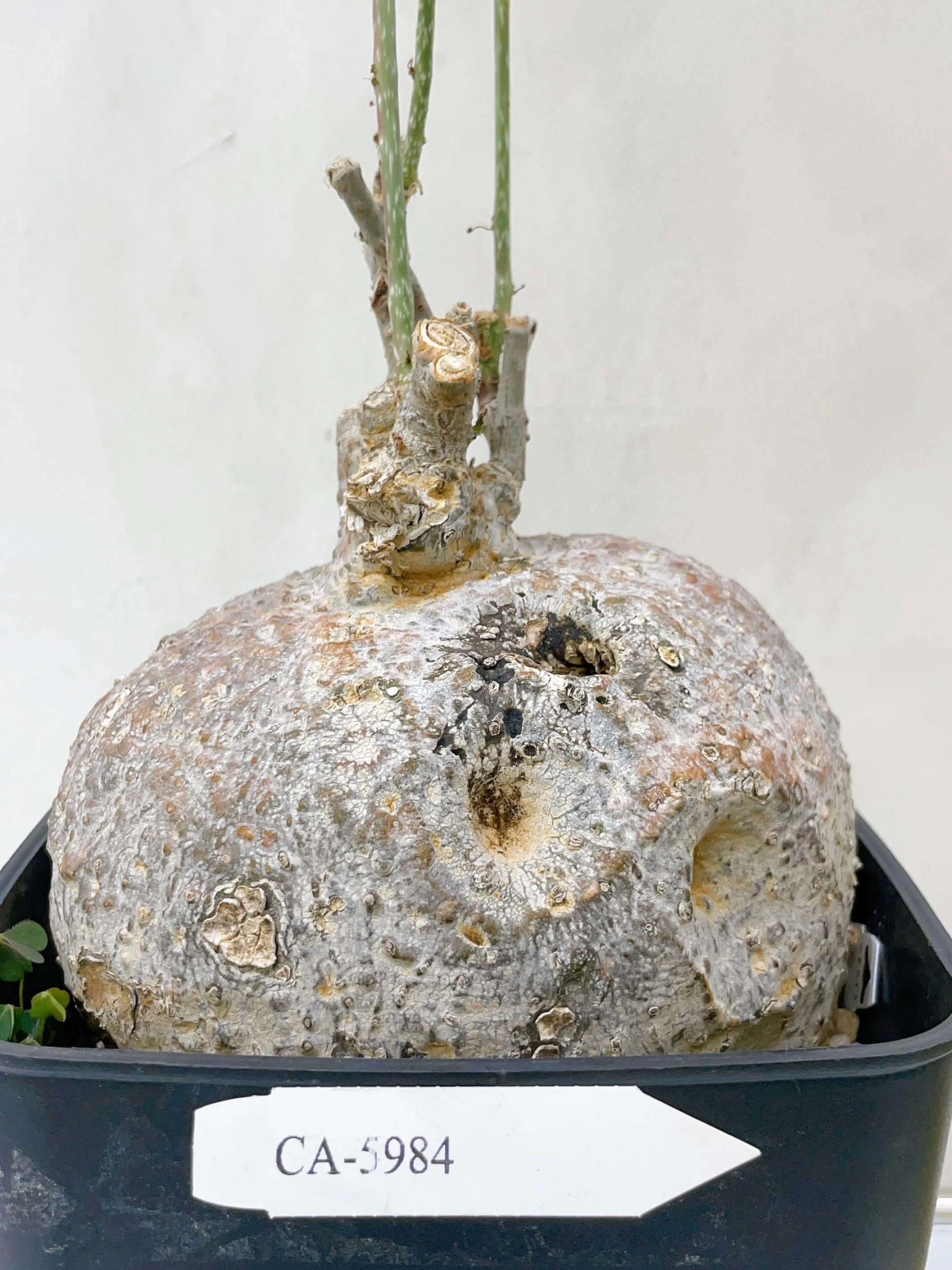 雪花西番蓮 Adenia metamorpha CA-5984