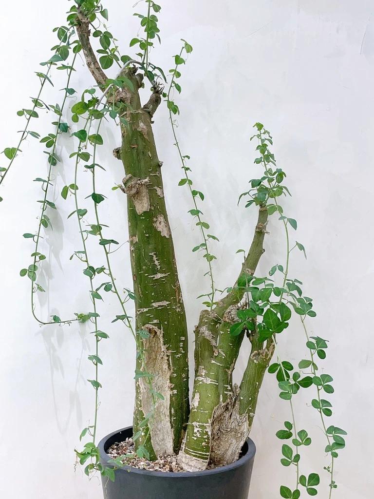 低木腺蔓 Adenia fruticosa CA-6093