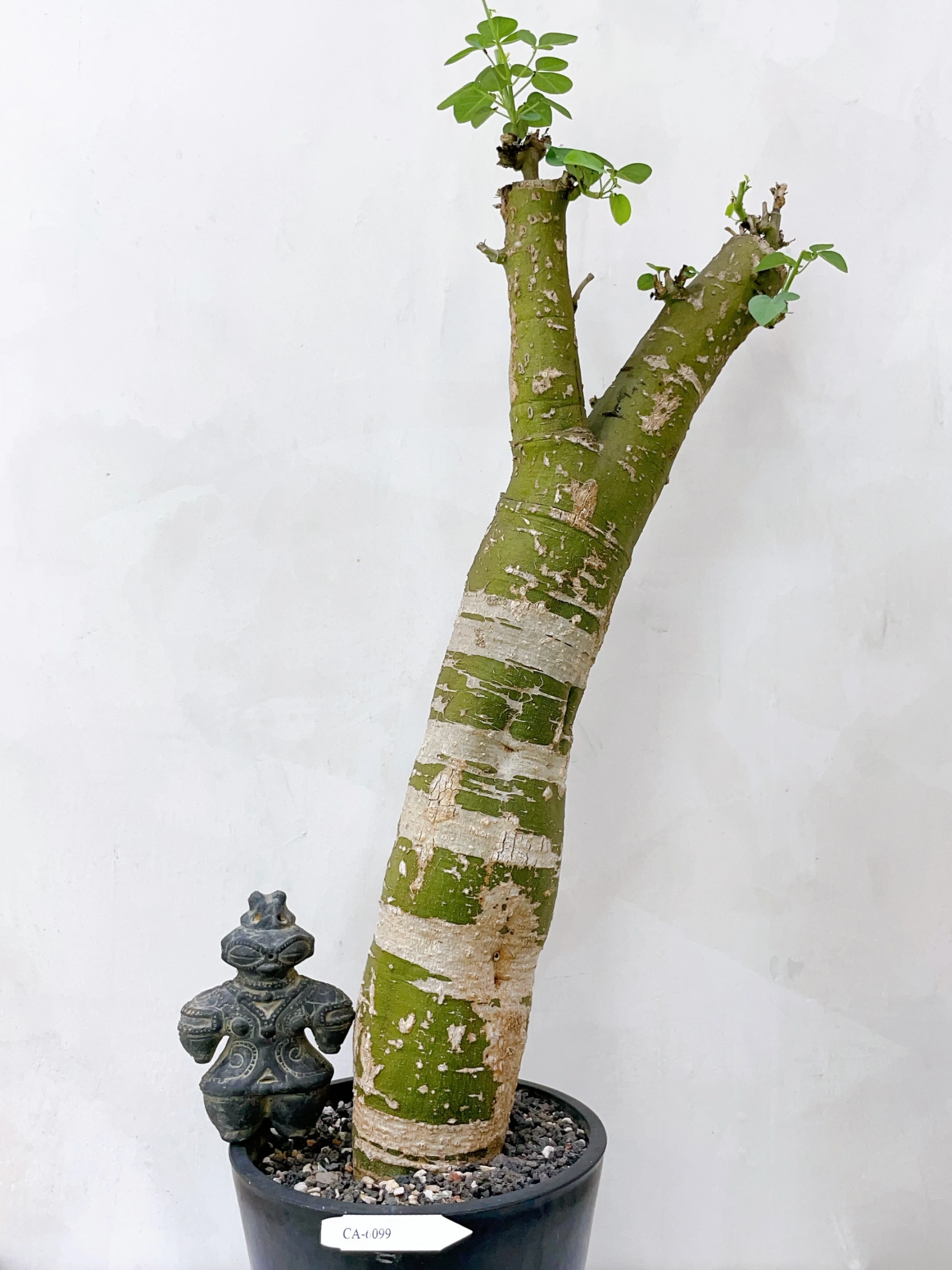 低木腺蔓 Adenia fruticosa CA-6099