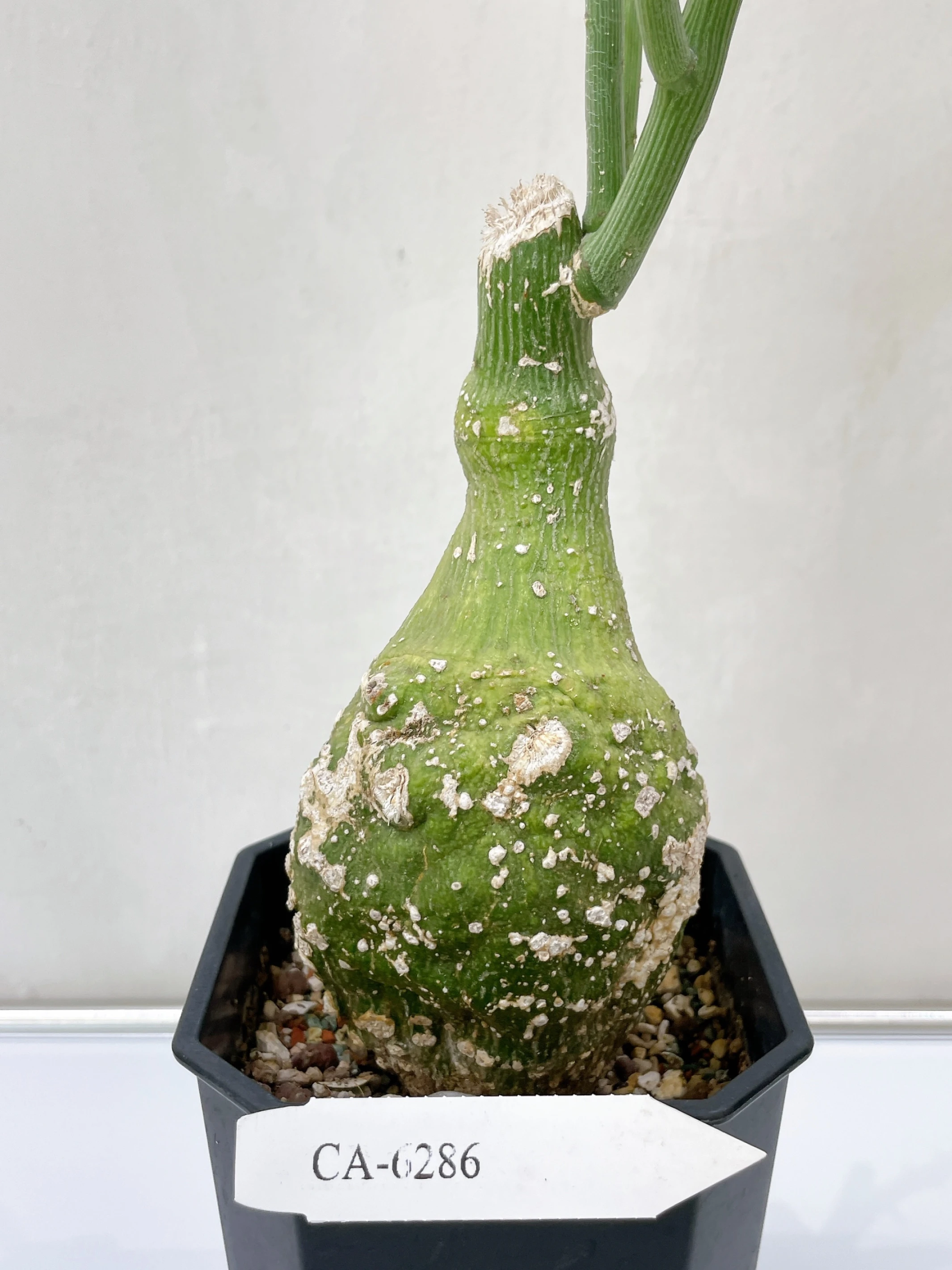 球腺蔓 Adenia globosa CA-6286