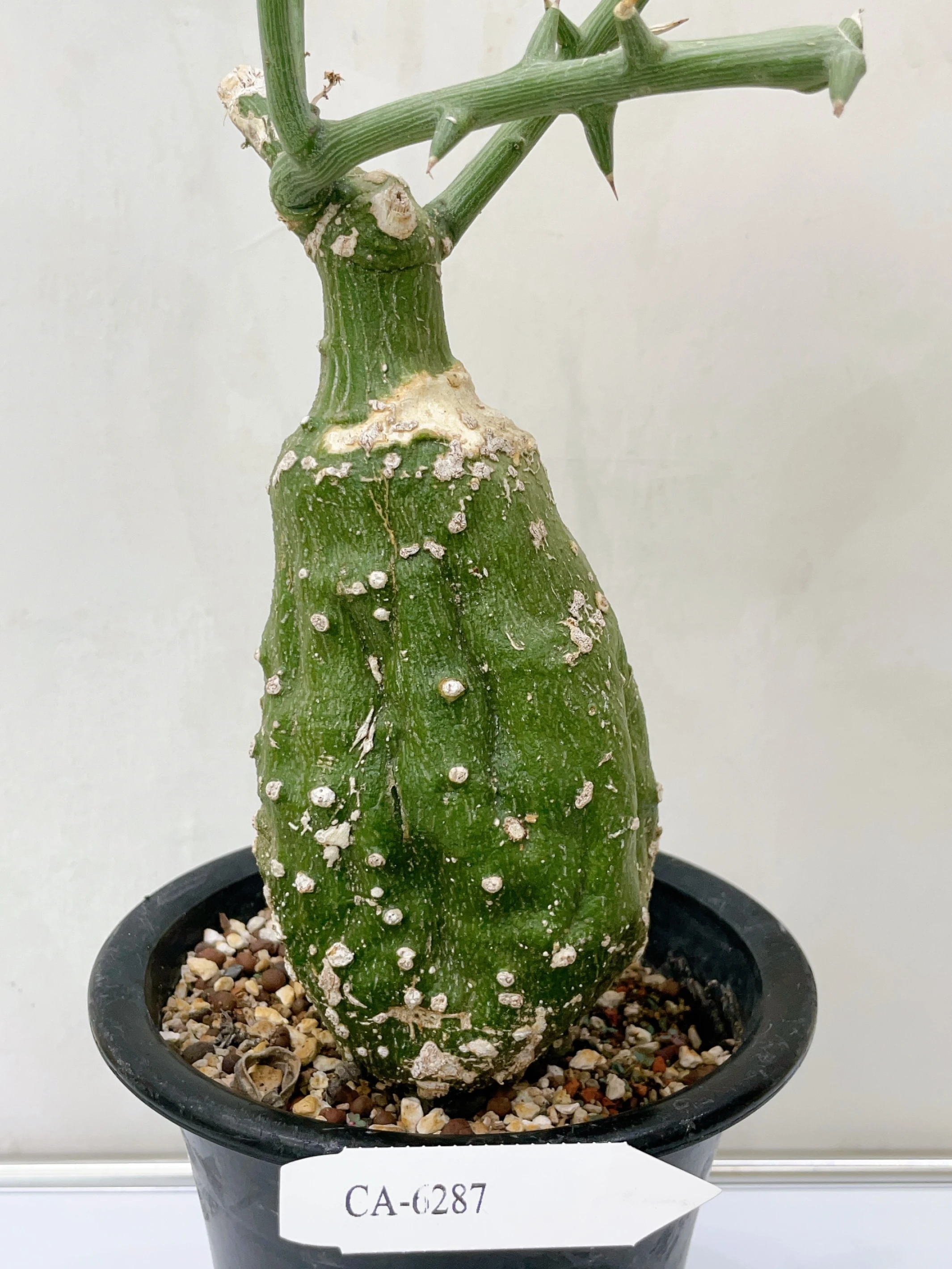球腺蔓 Adenia globosa CA-6287