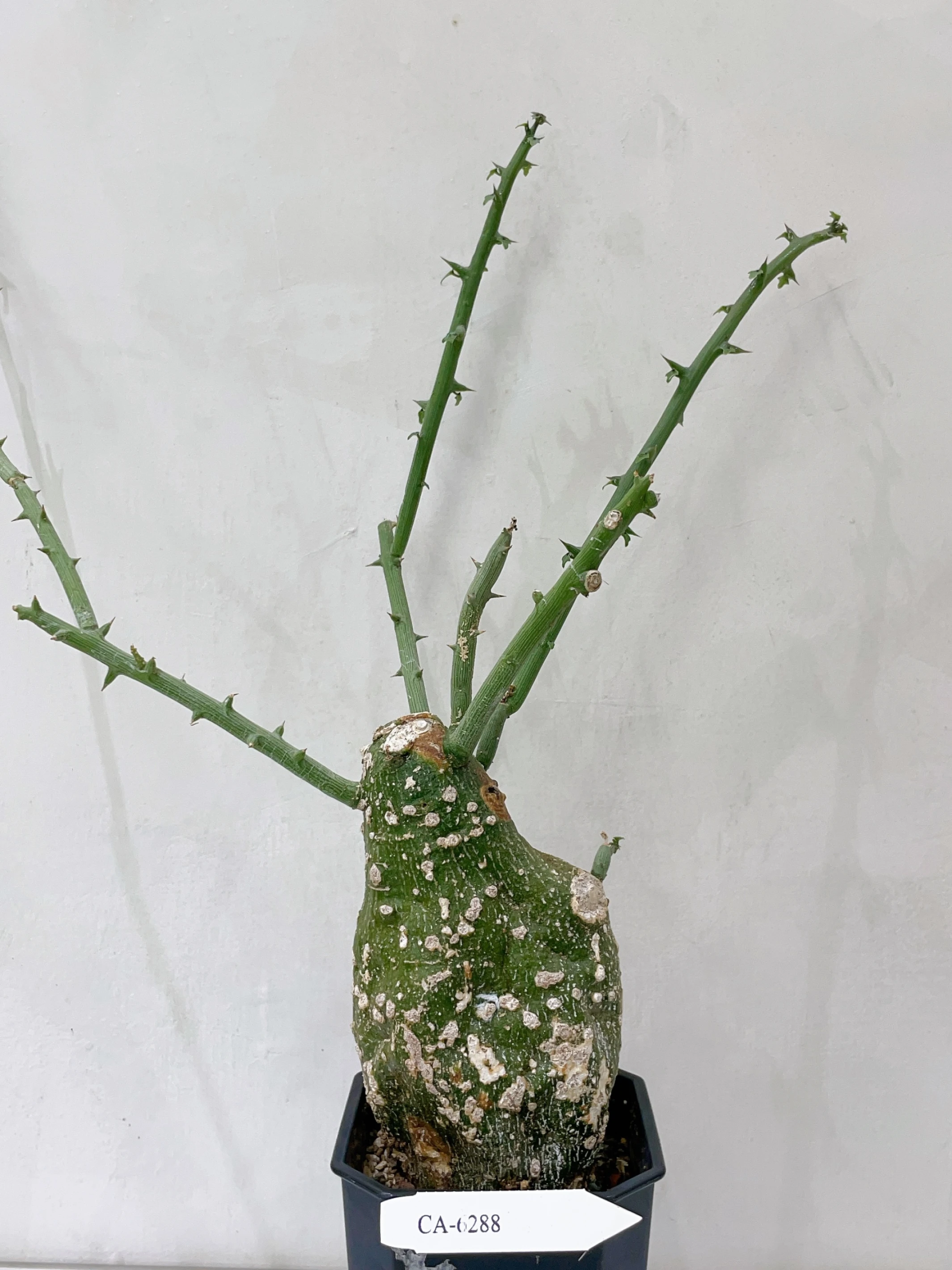 球腺蔓 Adenia globosa CA-6288