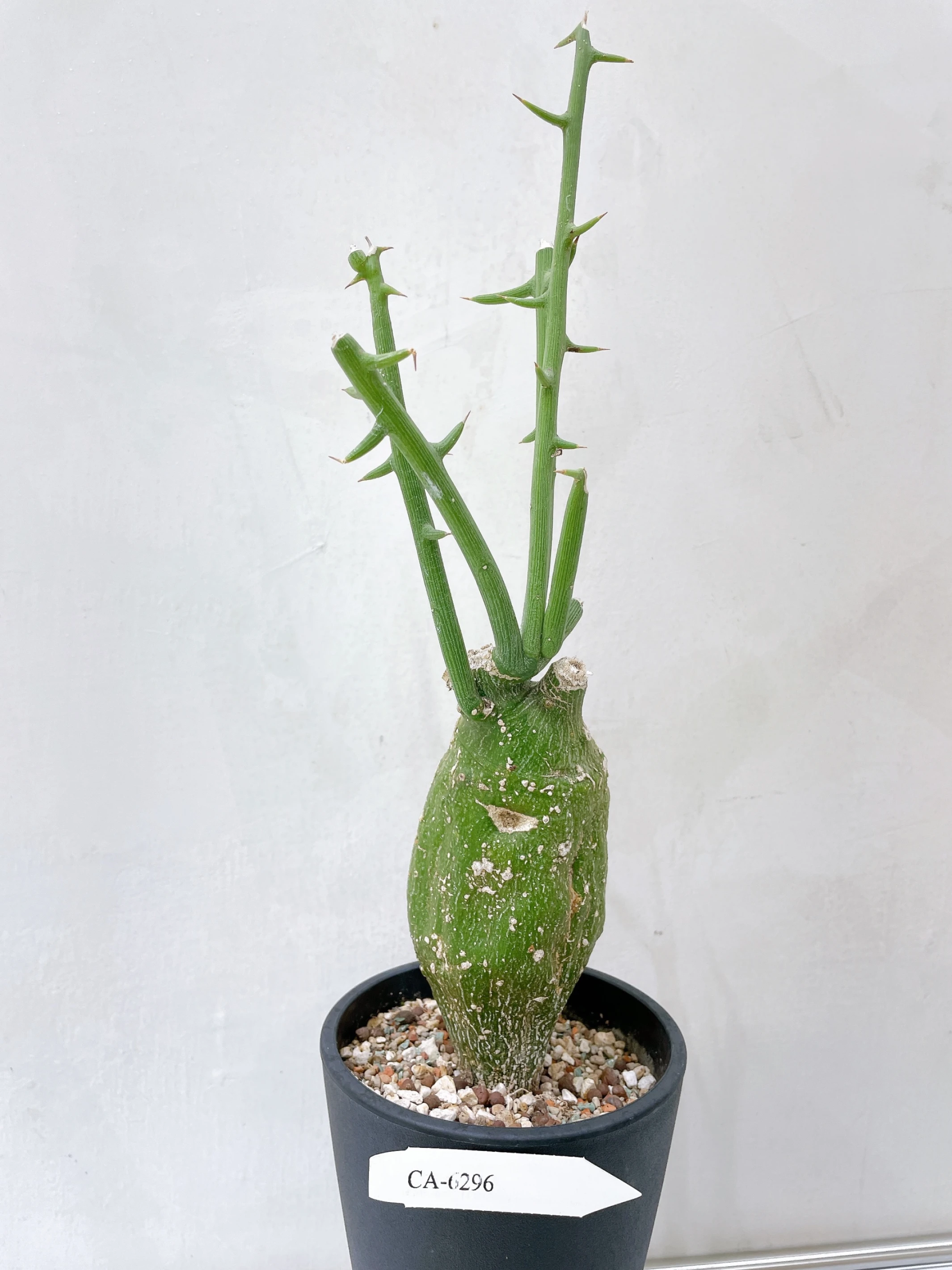球腺蔓 Adenia globosa CA-6296