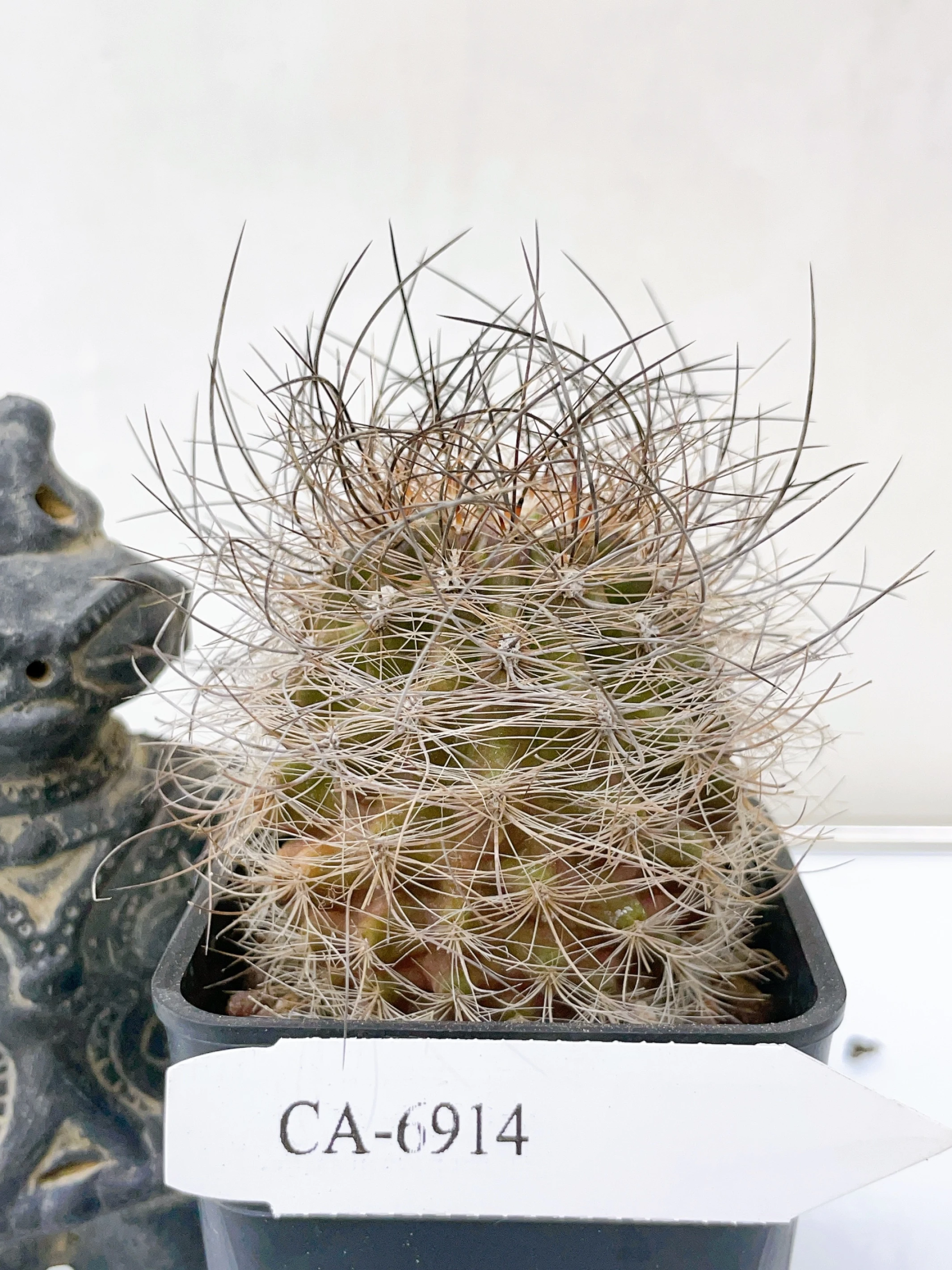 銀翁玉 Eriosyce senilis CA-6914