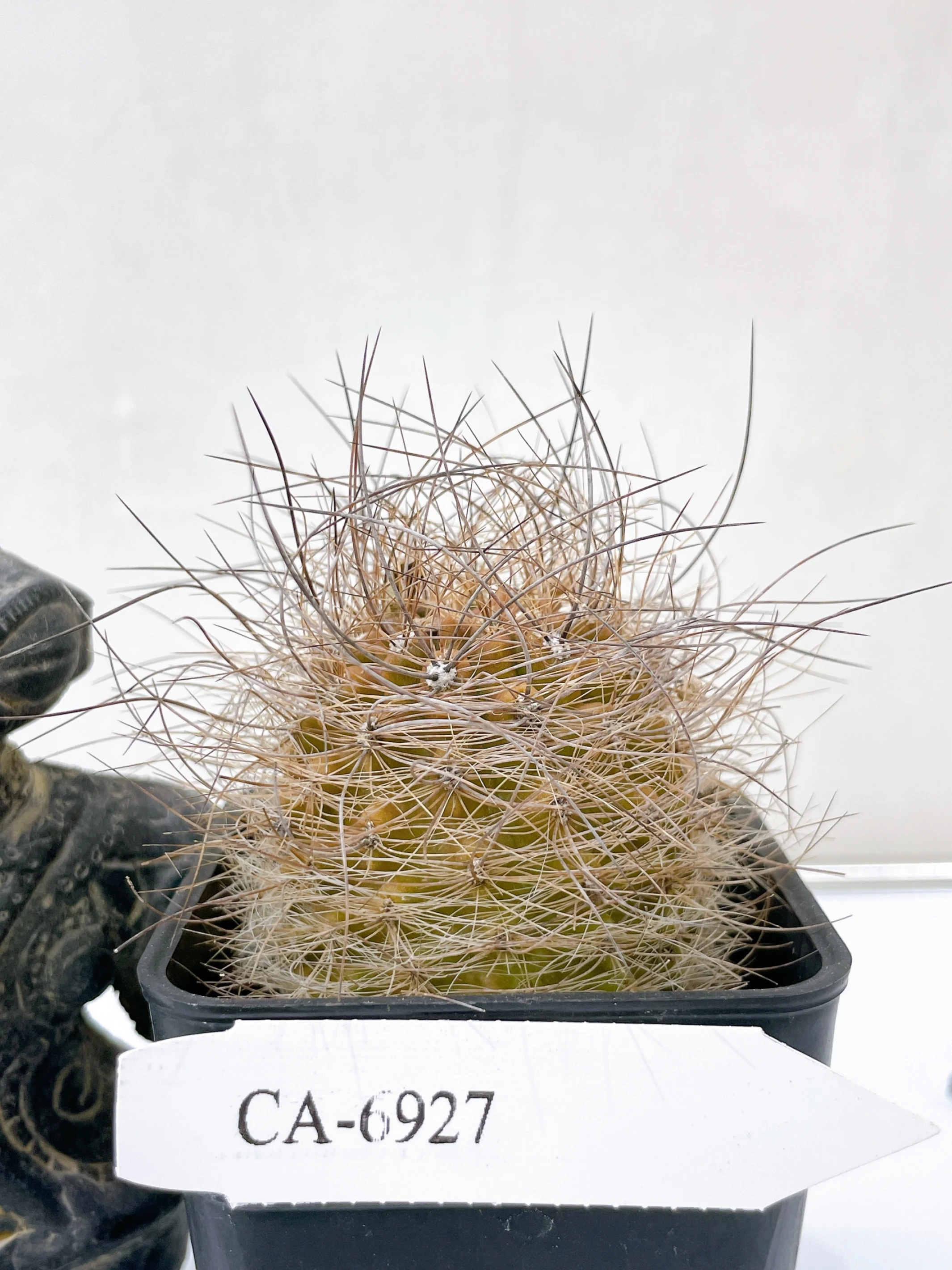 銀翁玉 Eriosyce senilis CA-6927